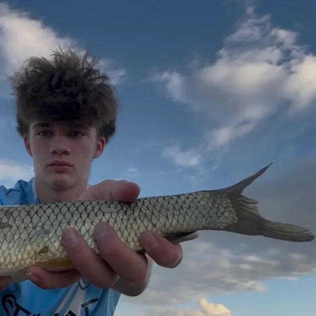 Grass carp caught on Fishbrain