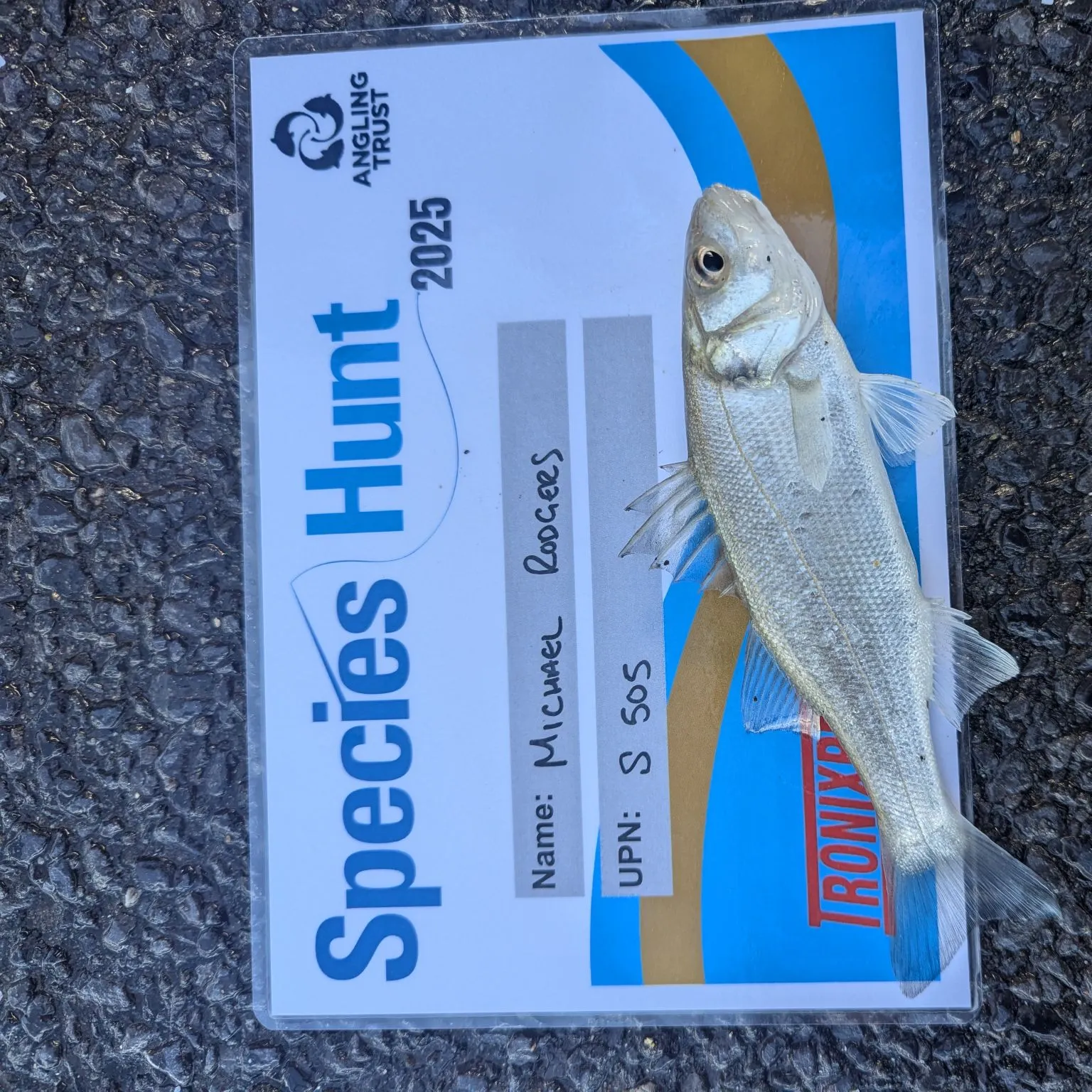 recently logged catches