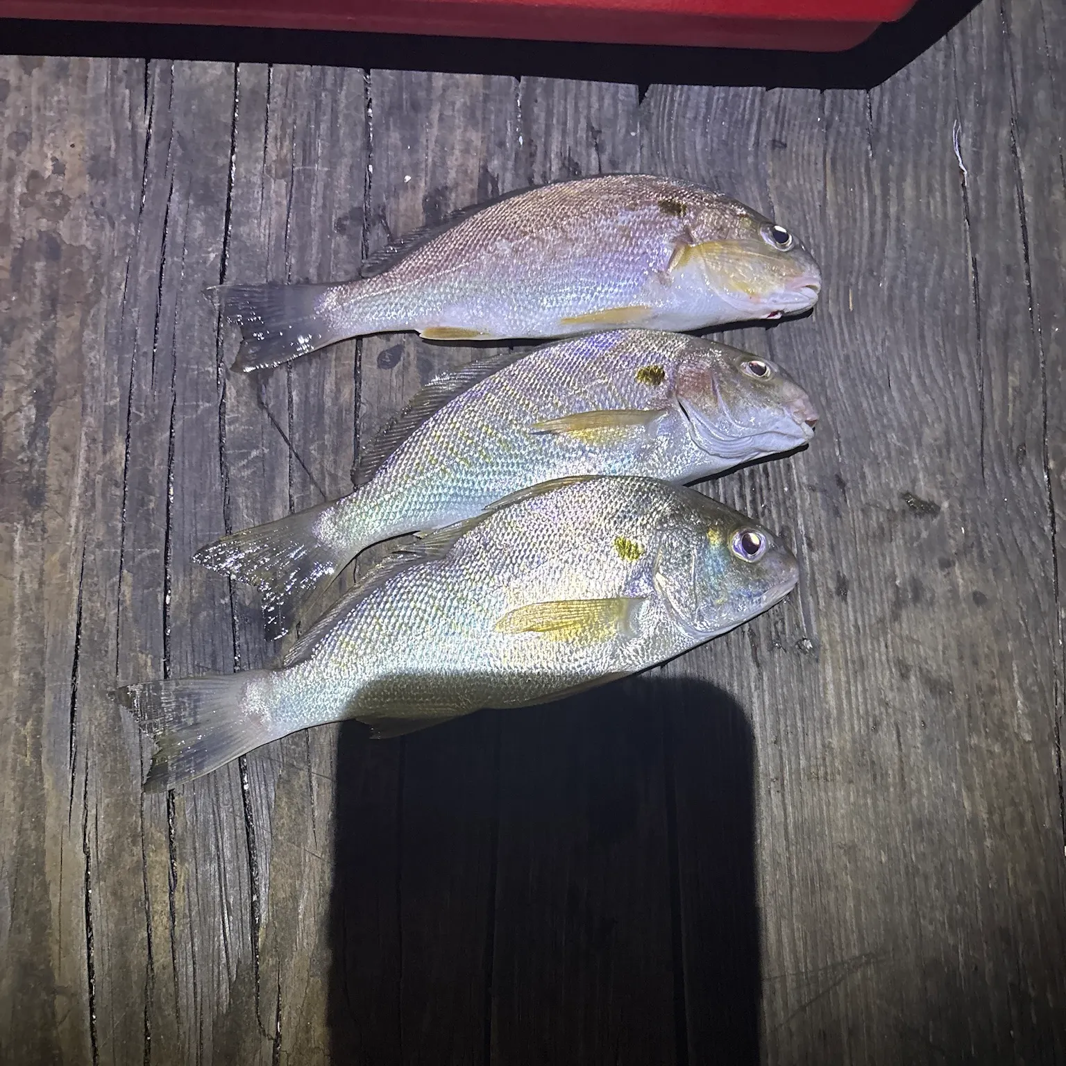 recently logged catches