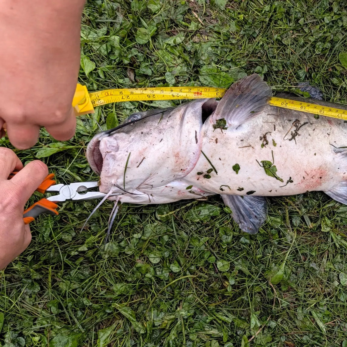Channel catfish caught on Fishbrain