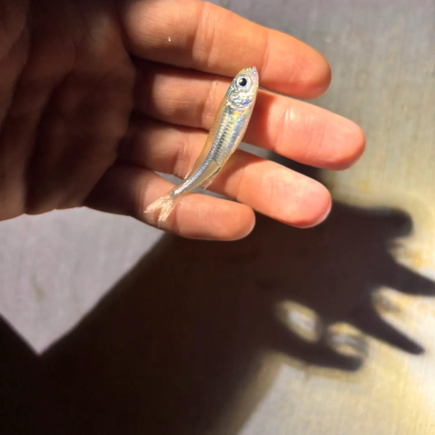 The most recent Broad-striped anchovy catches on Fishbrain