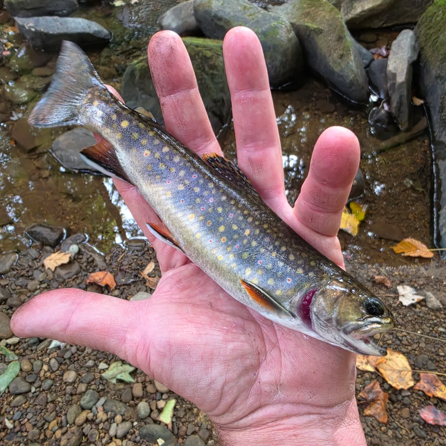 Brook trout caught on Fishbrain