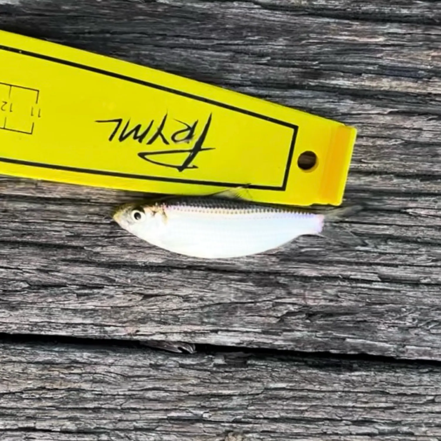 The most recent Castelnau's herring catches on Fishbrain