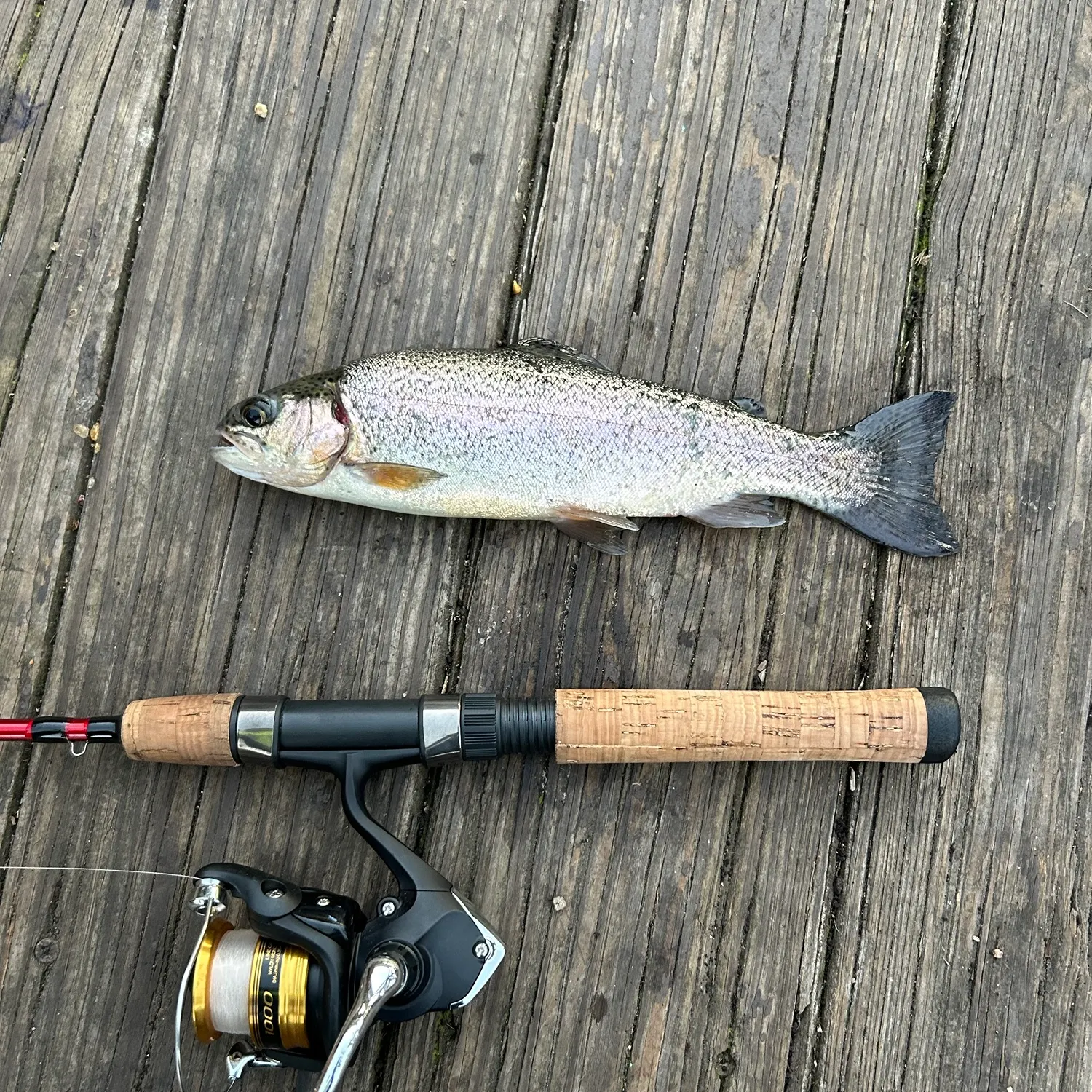 Rainbow trout caught on Fishbrain
