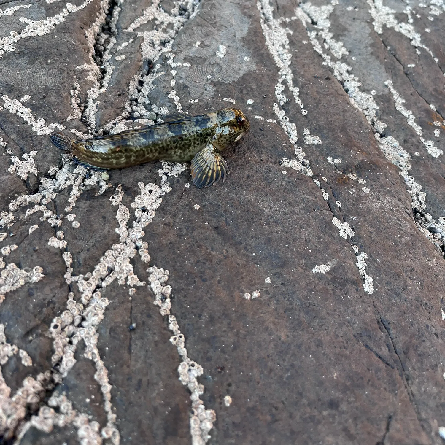 The most recent Common goby catches on Fishbrain