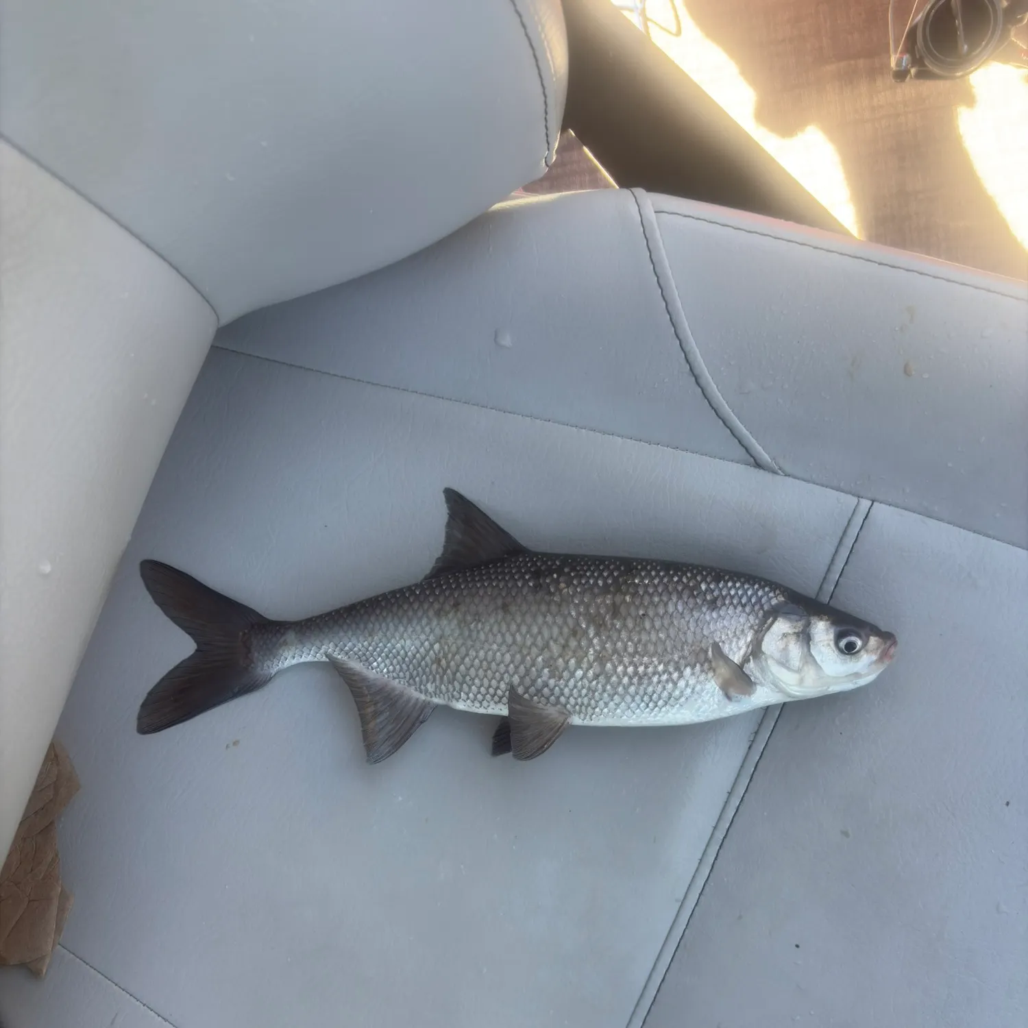 The most recent Hitch catches on Fishbrain