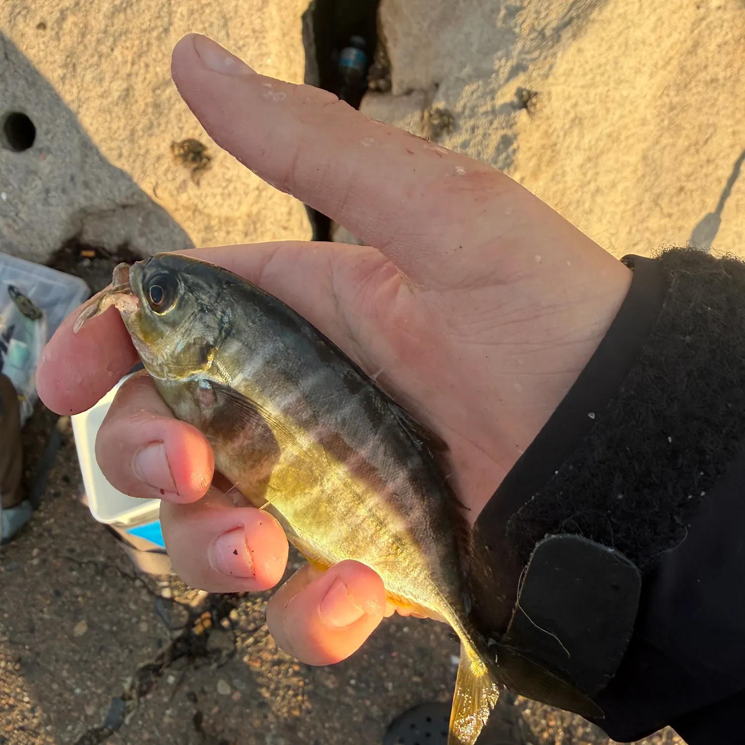 The most recent Banded Rudderfish catches on Fishbrain