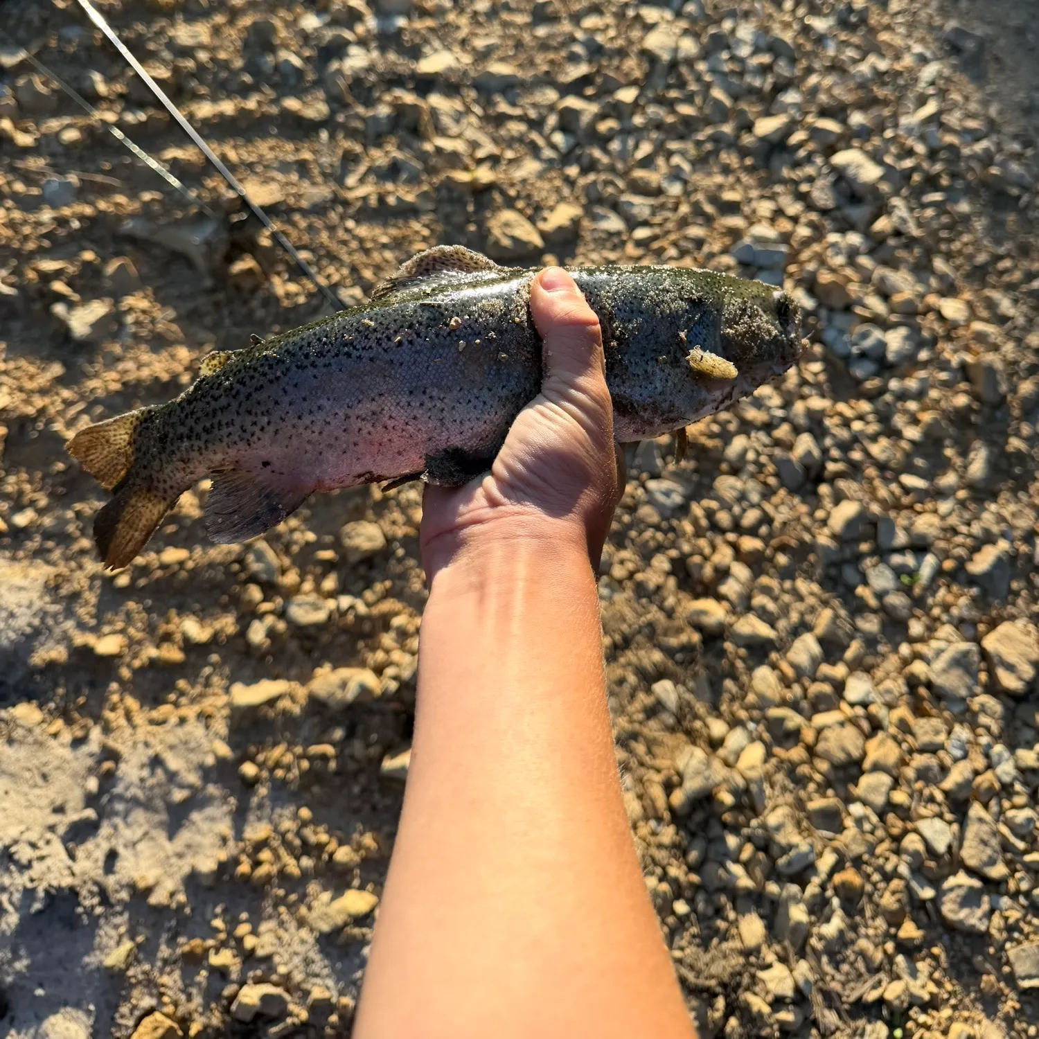 Rainbow trout caught on Fishbrain