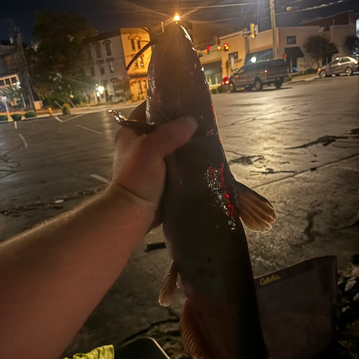 Channel catfish caught on Fishbrain