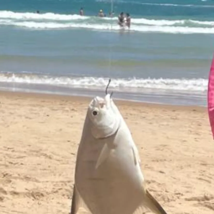 The most recent Palometa catches on Fishbrain