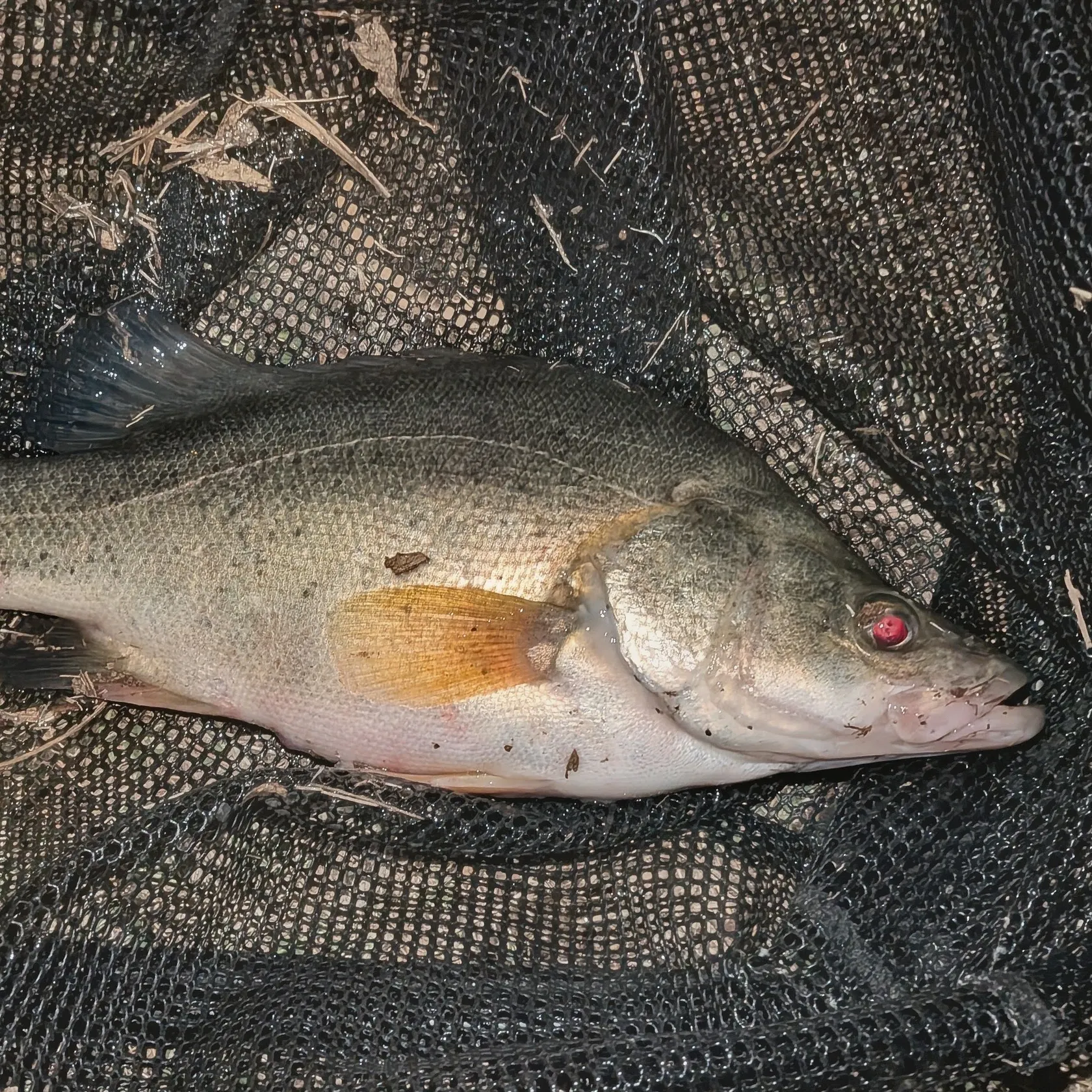 Golden perch caught on Fishbrain