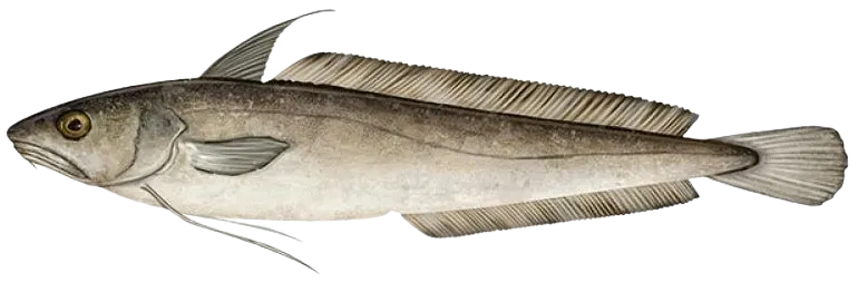 White hake