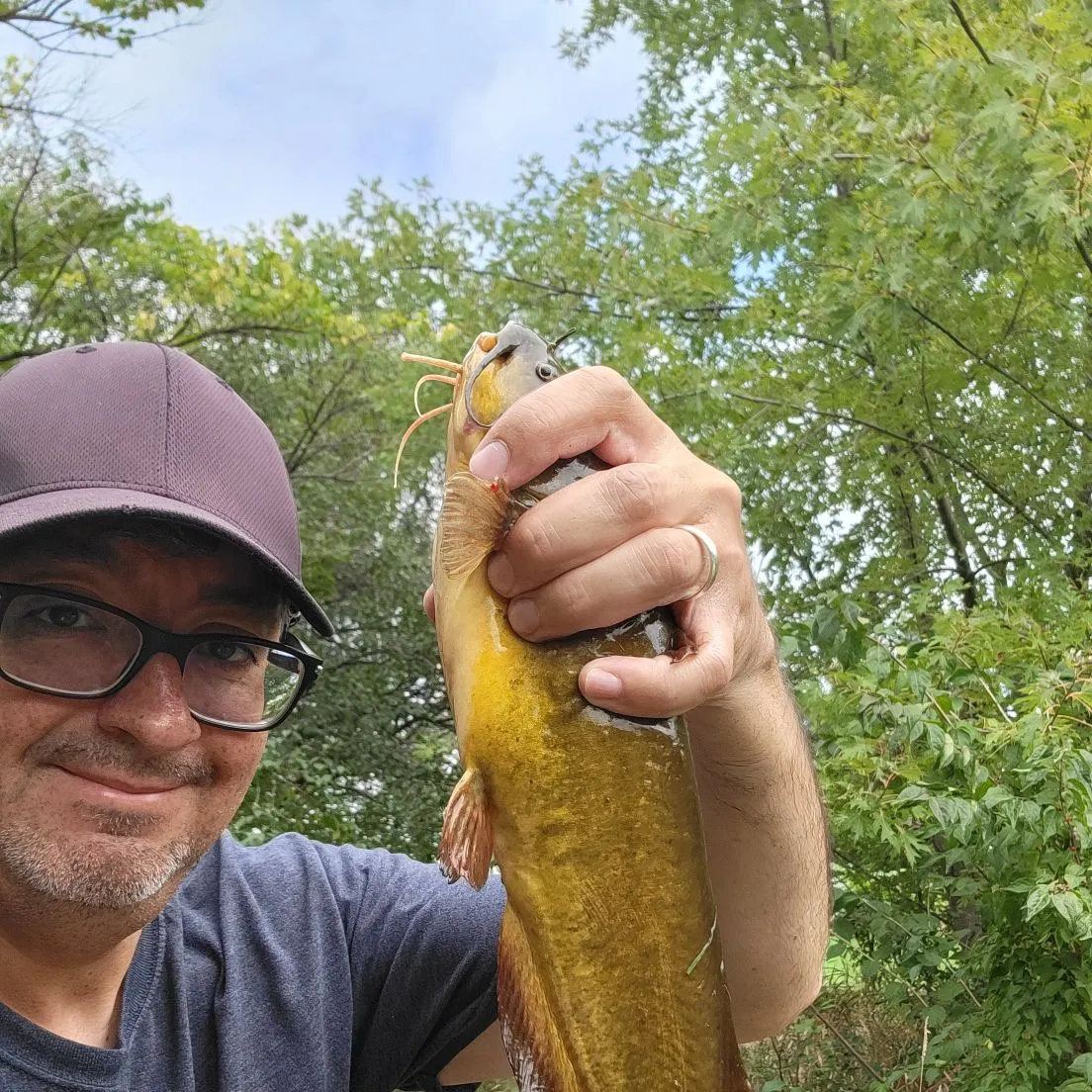The most recent Yellow bullhead catches on Fishbrain