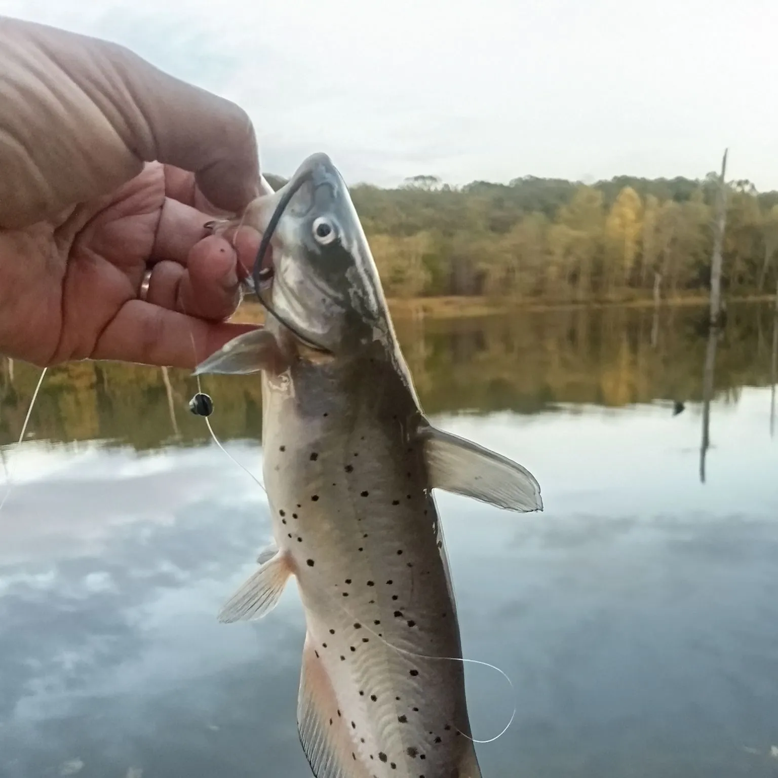 Channel catfish caught on Fishbrain