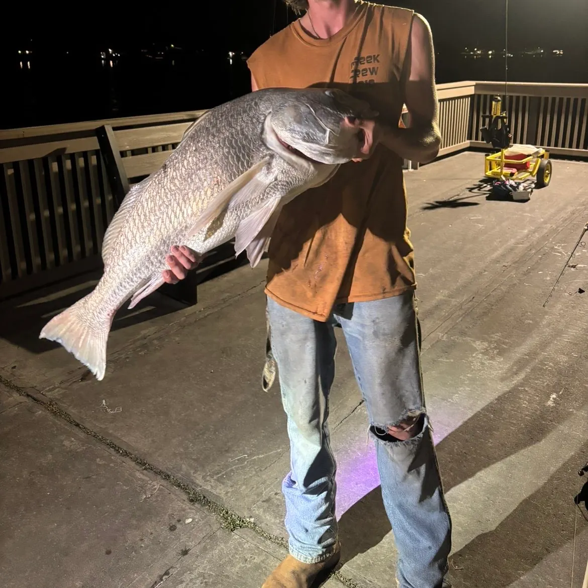 Black drum caught on Fishbrain
