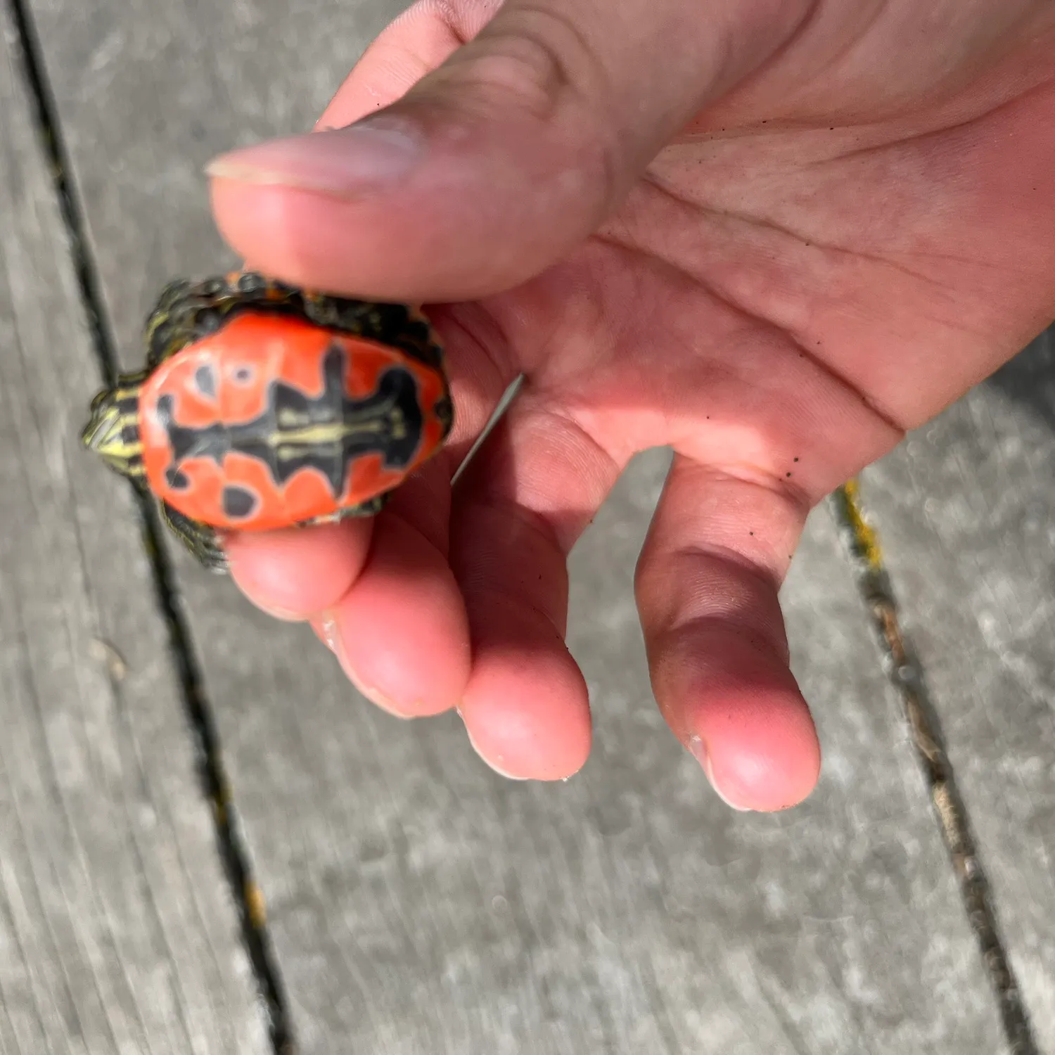 The most recent Painted turtle catches on Fishbrain