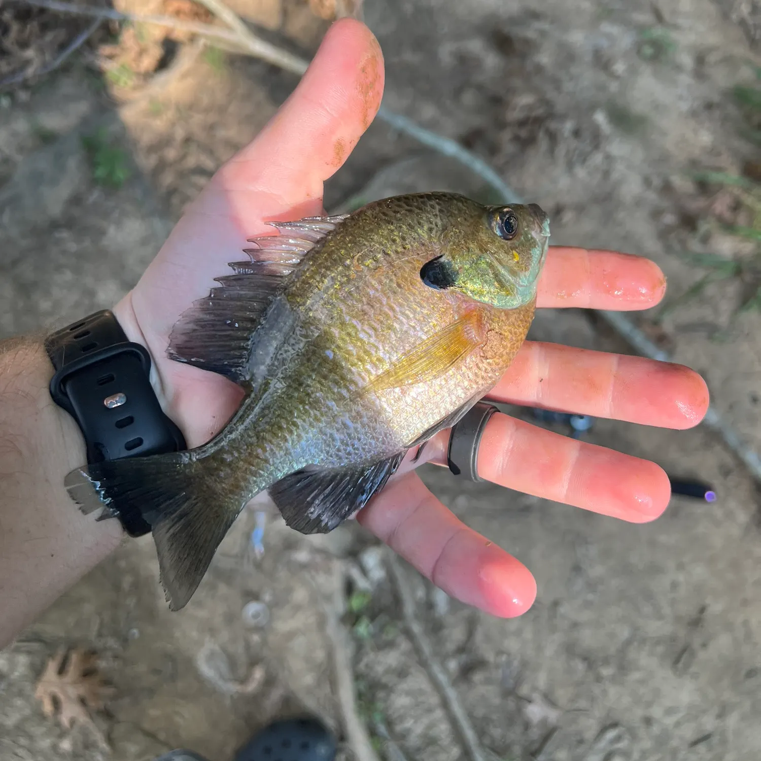 Bluegill caught on Fishbrain