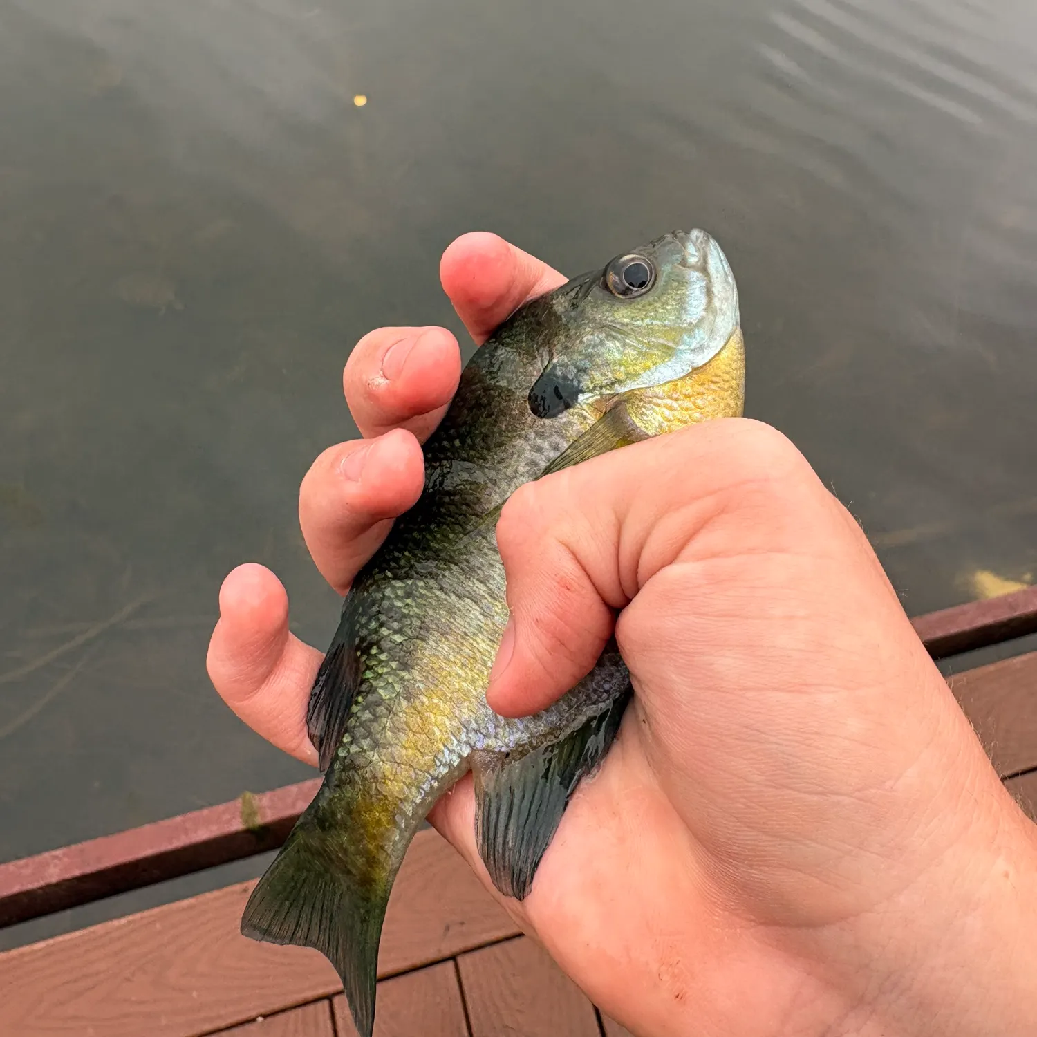 Bluegill caught on Fishbrain
