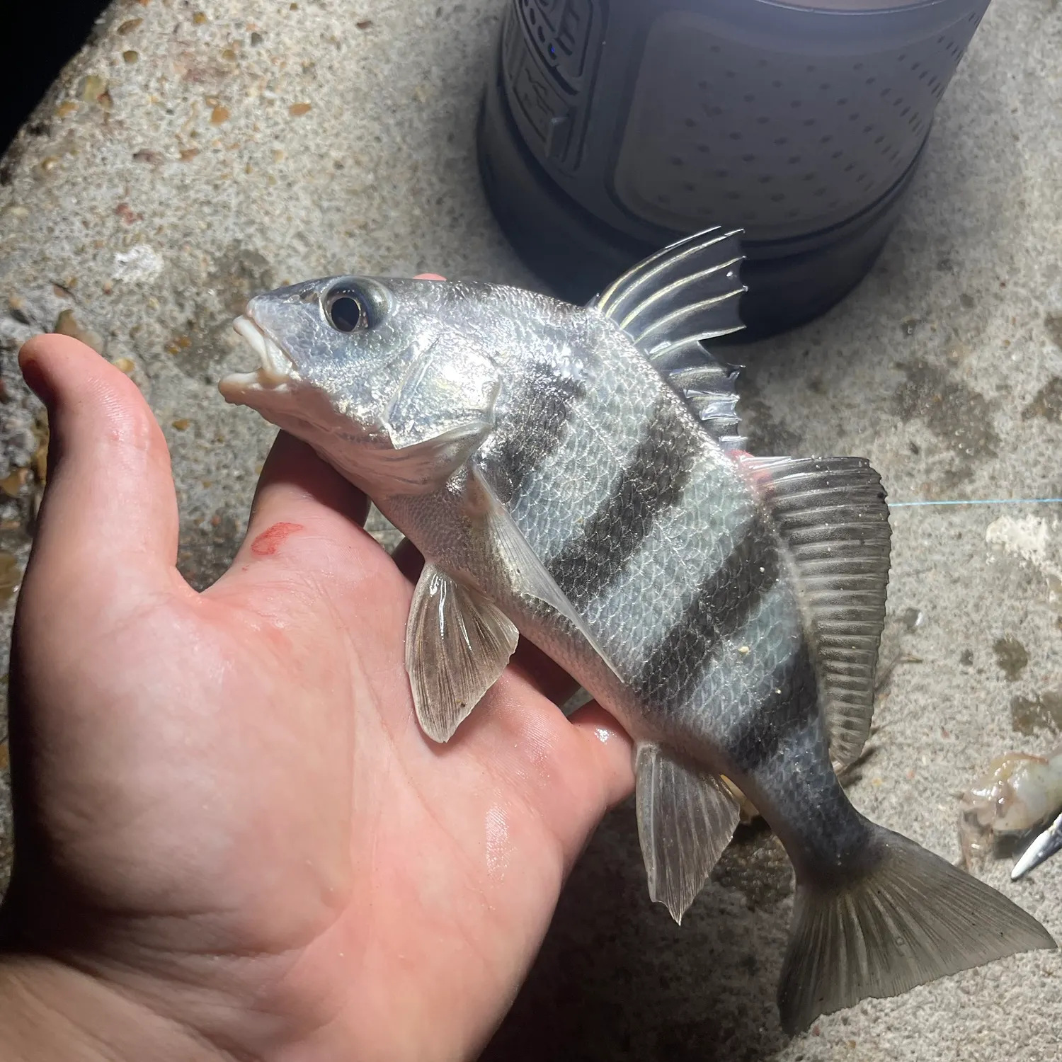 Black drum caught on Fishbrain
