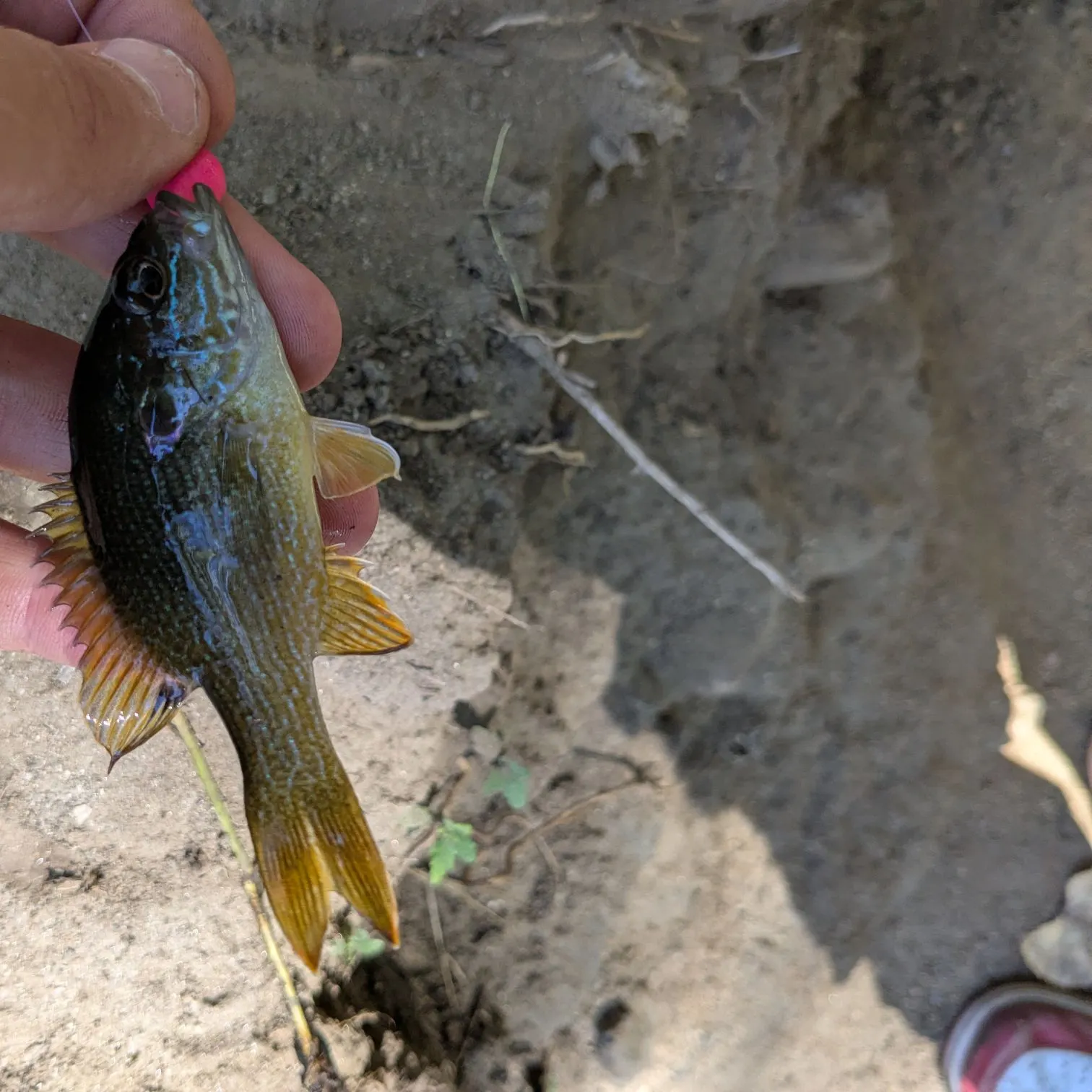Bluegill caught on Fishbrain