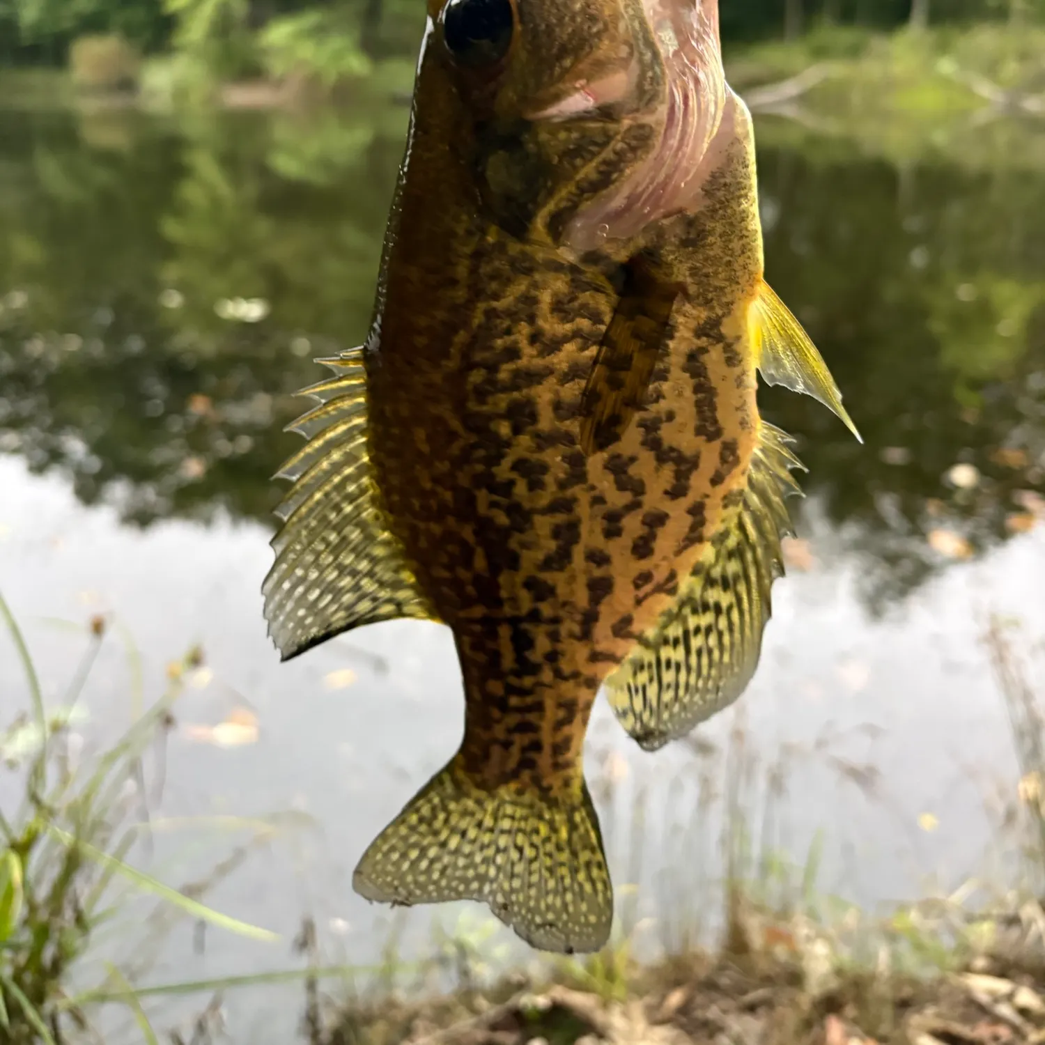 Black crappie caught on Fishbrain