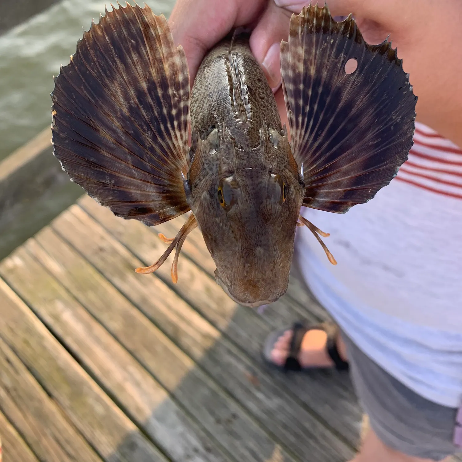 The most recent Northern searobin catches on Fishbrain