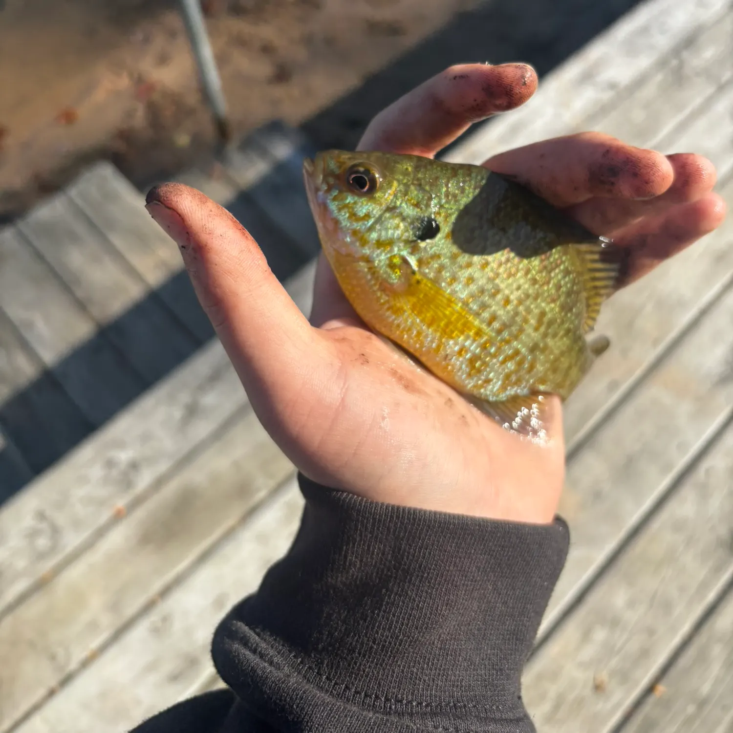 Pumpkinseed caught on Fishbrain