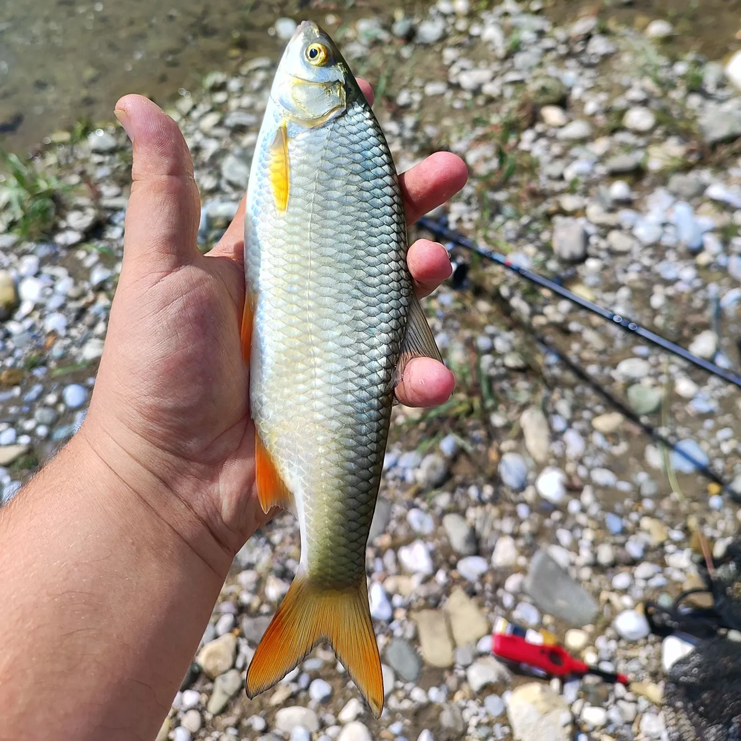 The most recent Cactus roach catches on Fishbrain