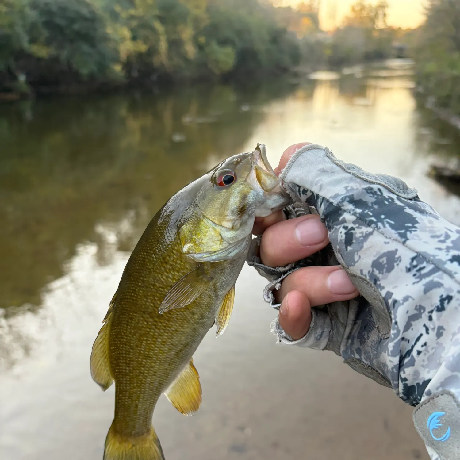 Smallmouth bass caught on Fishbrain