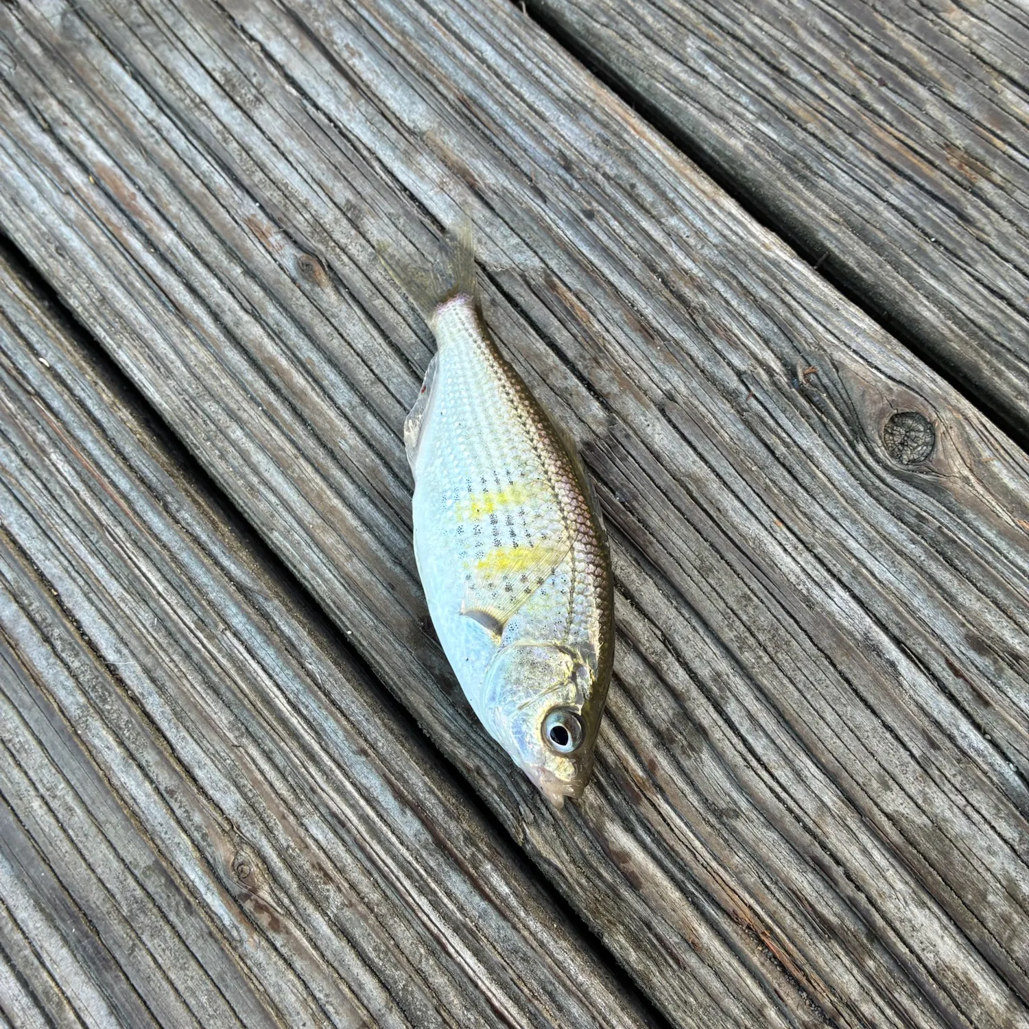 Shiner perch caught on Fishbrain