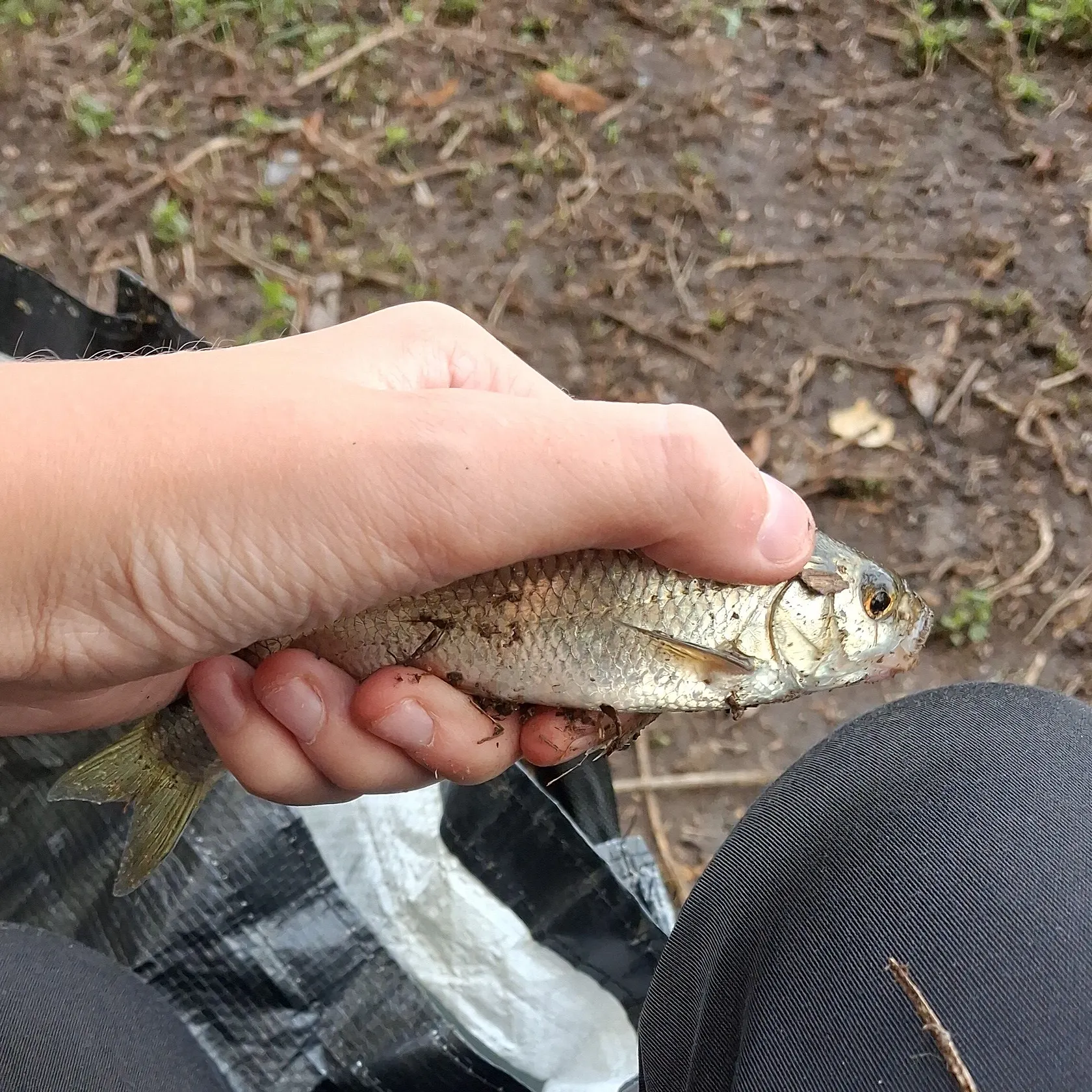 The most recent Common dace catches on Fishbrain