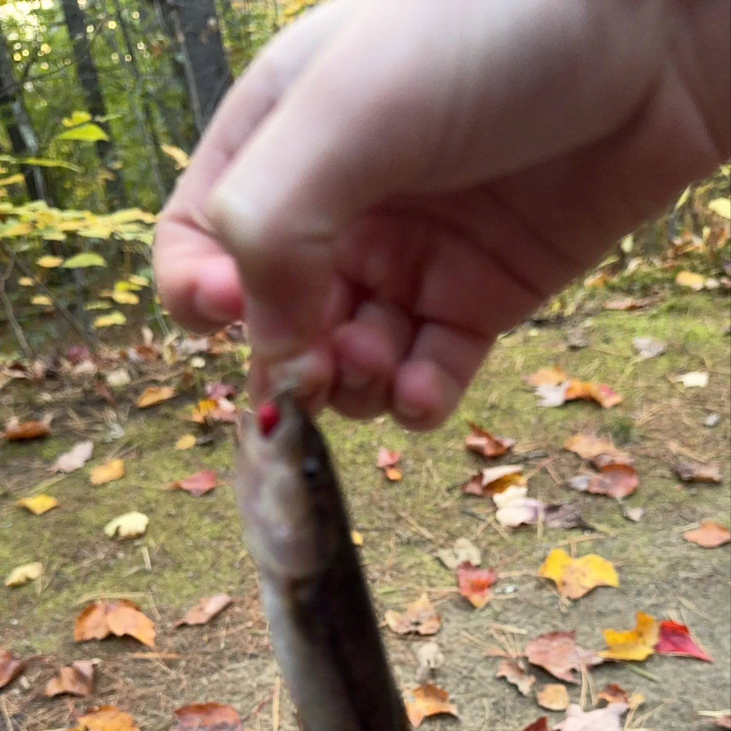 Creek chub caught on Fishbrain