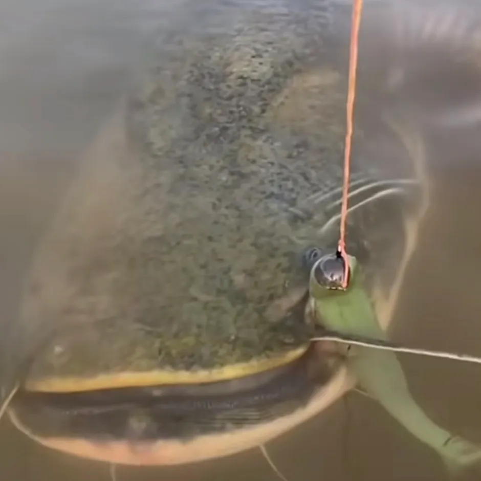 The most recent Blue catfish catches on Fishbrain