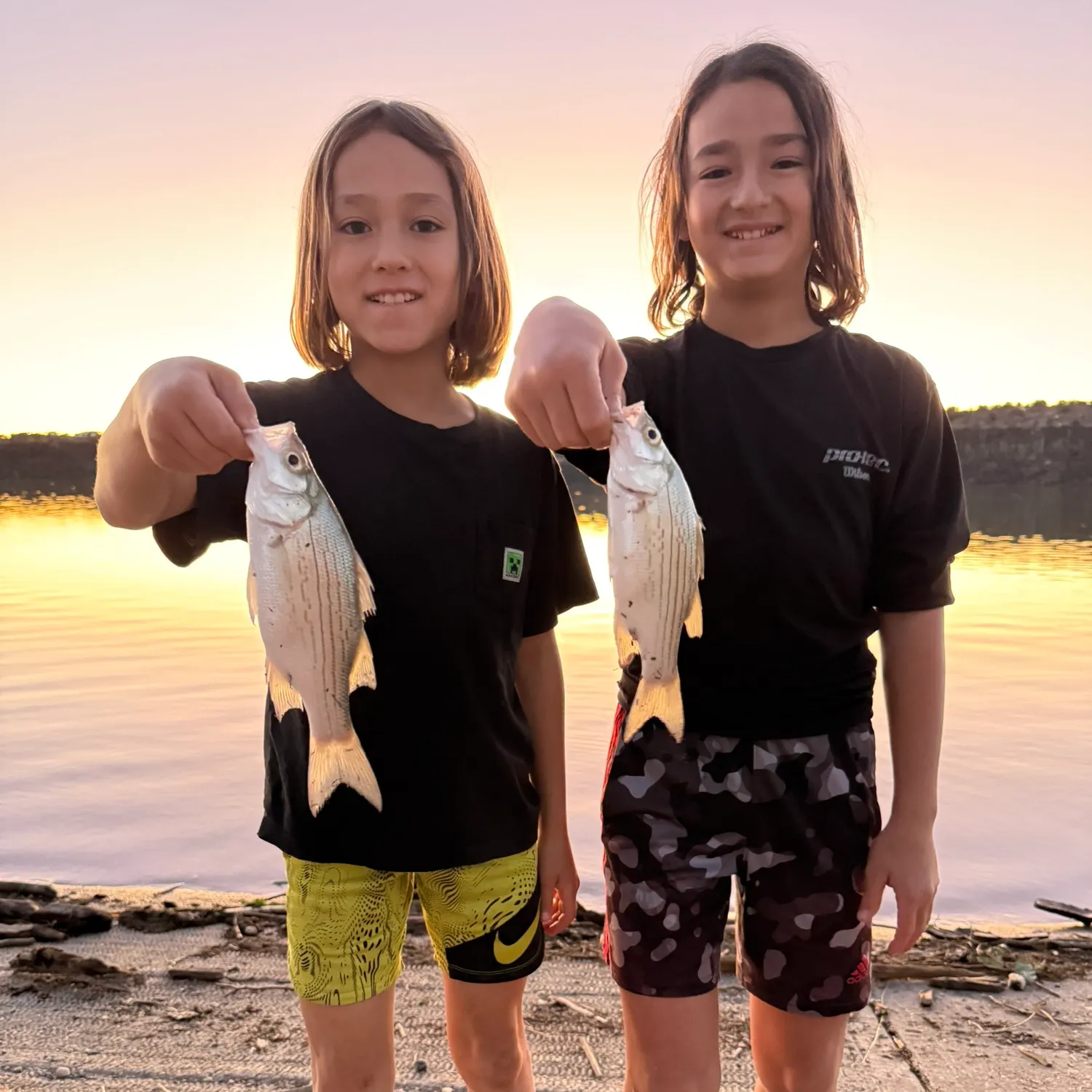 White bass caught on Fishbrain