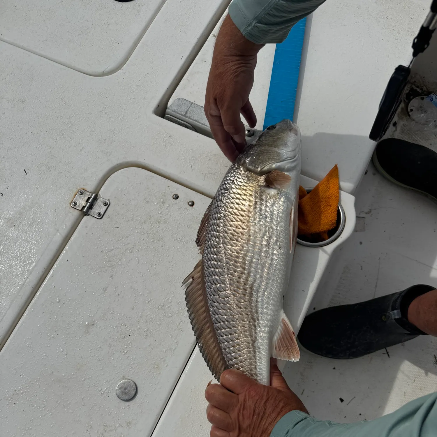Red drum caught on Fishbrain