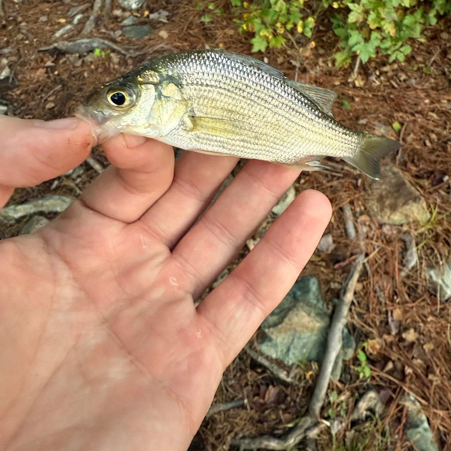 White perch caught on Fishbrain