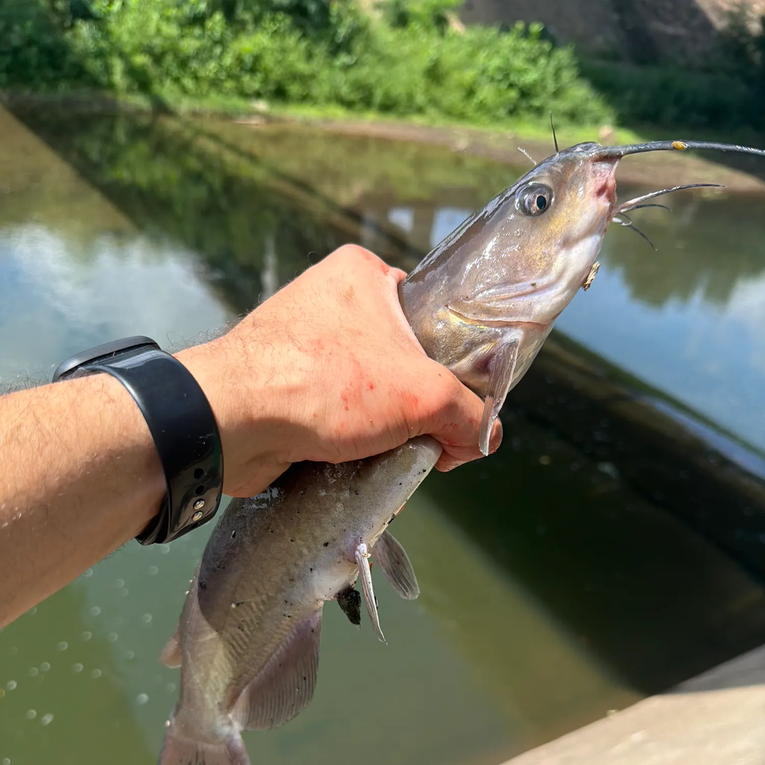 catch