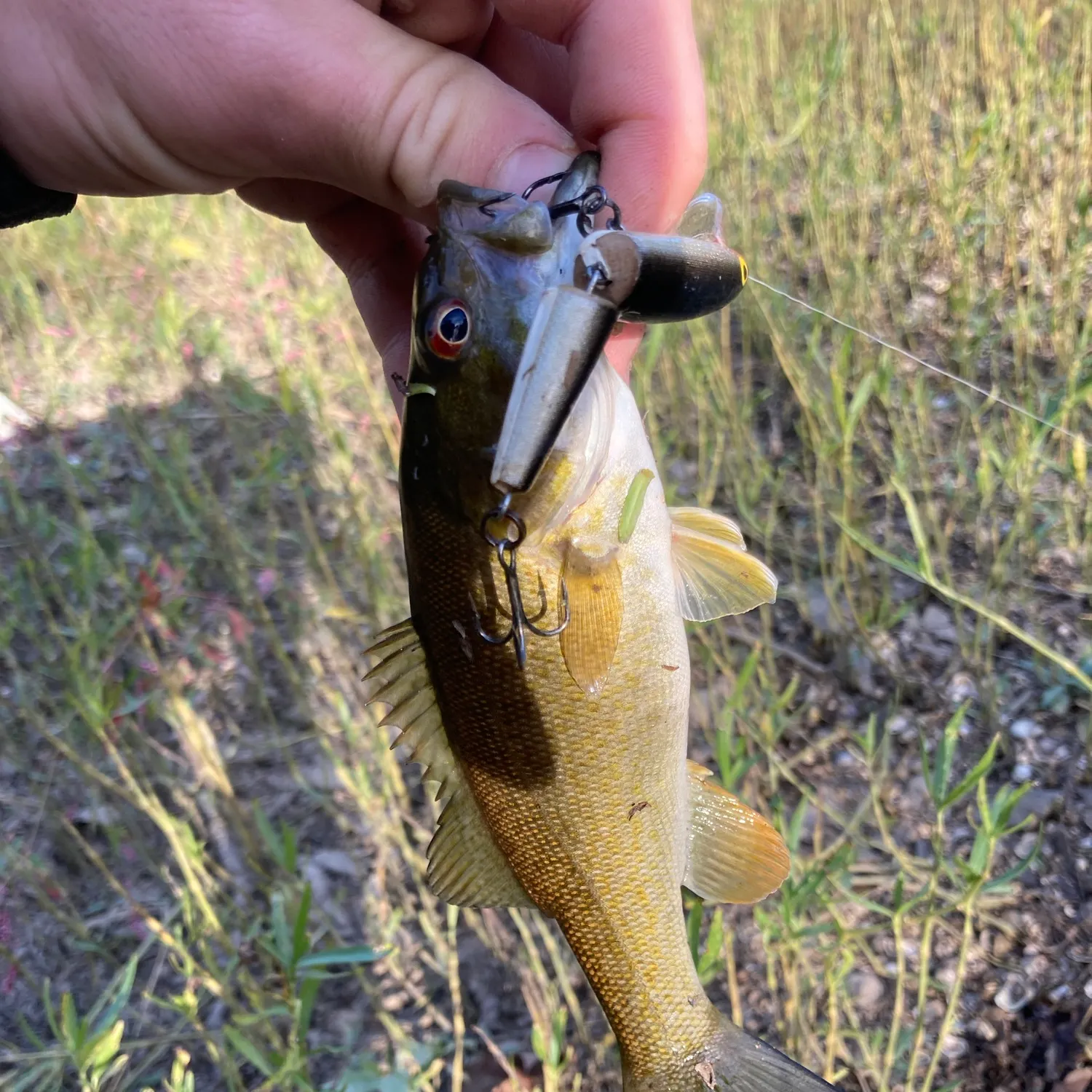 Smallmouth bass caught on Fishbrain