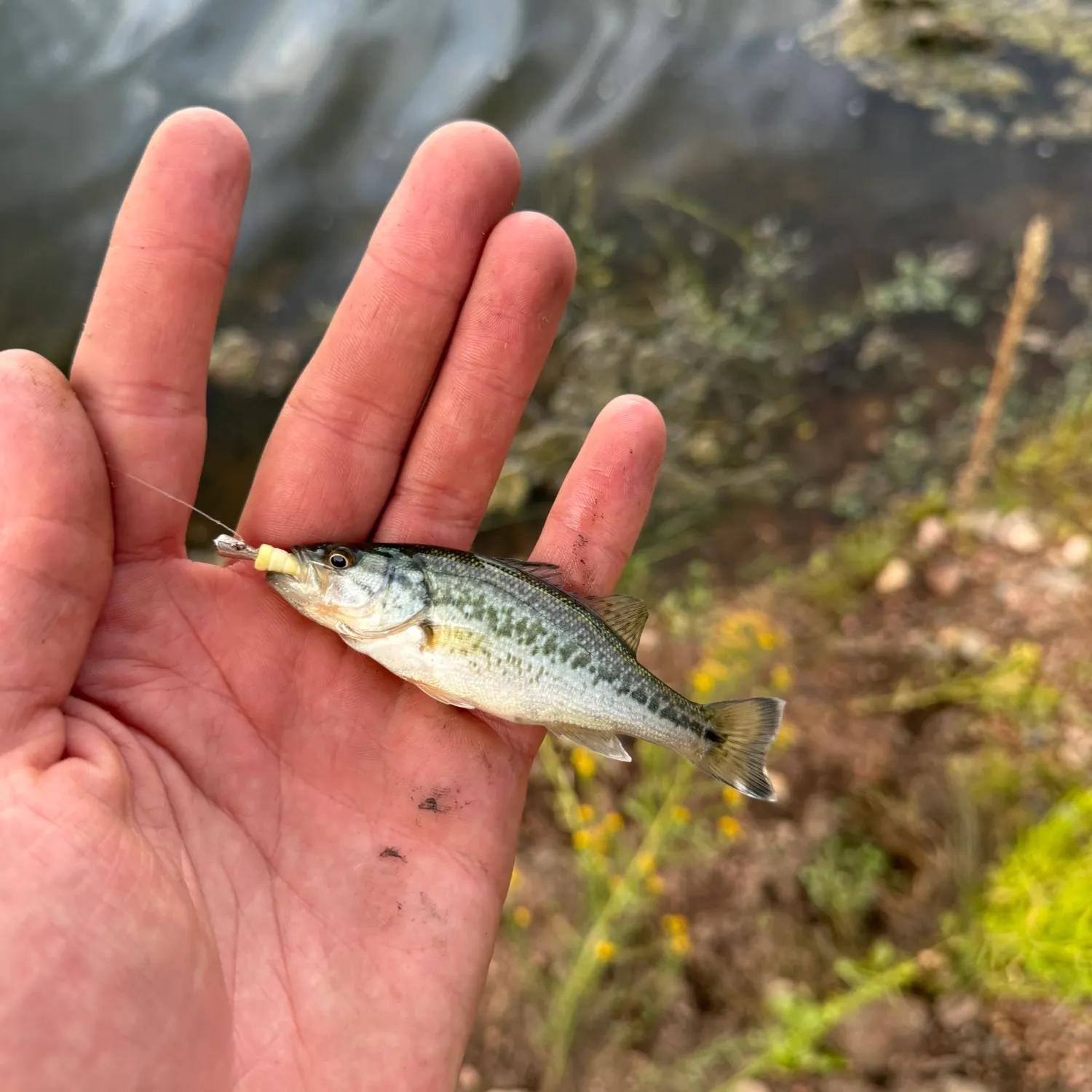 Spotted bass caught on Fishbrain