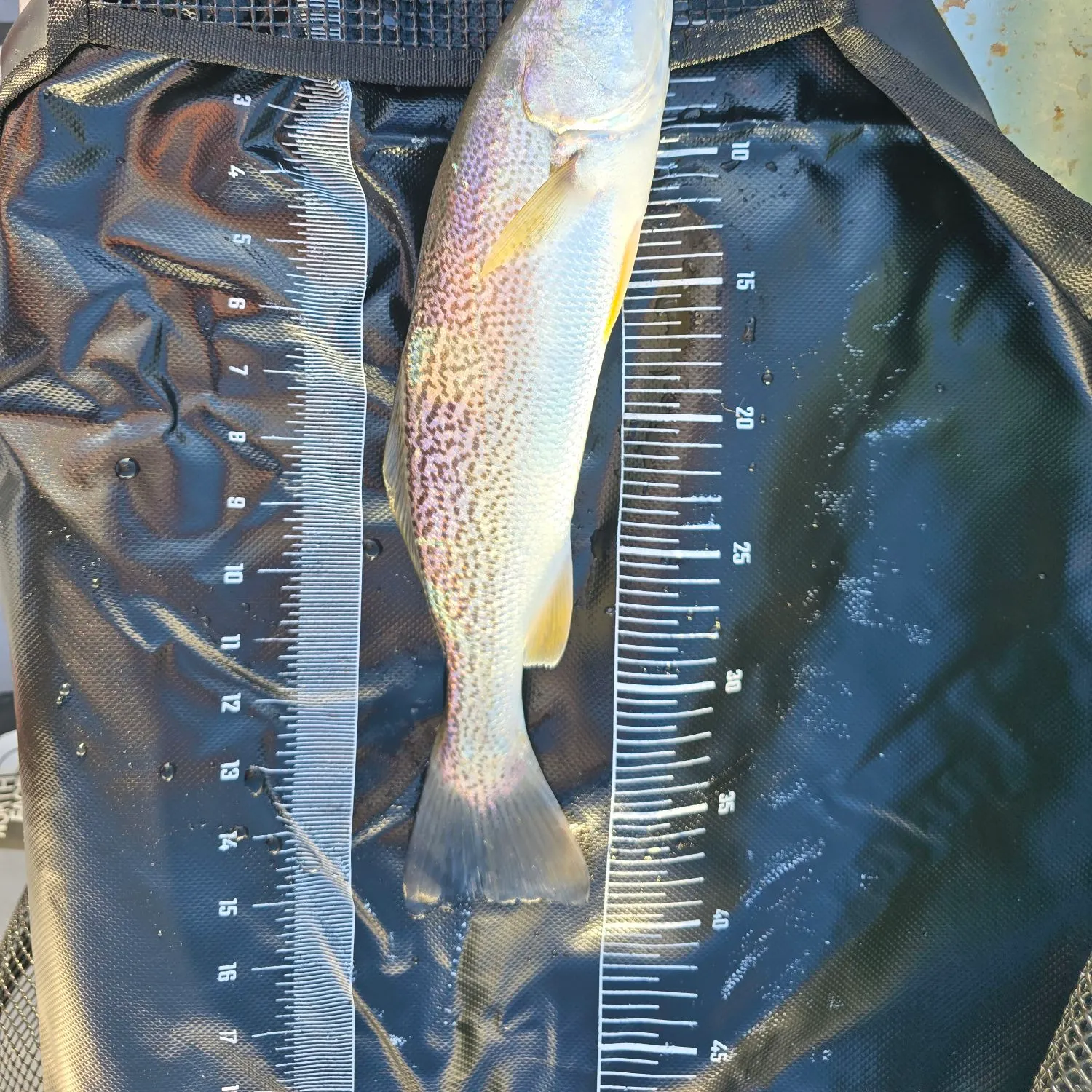 Gray weakfish caught on Fishbrain