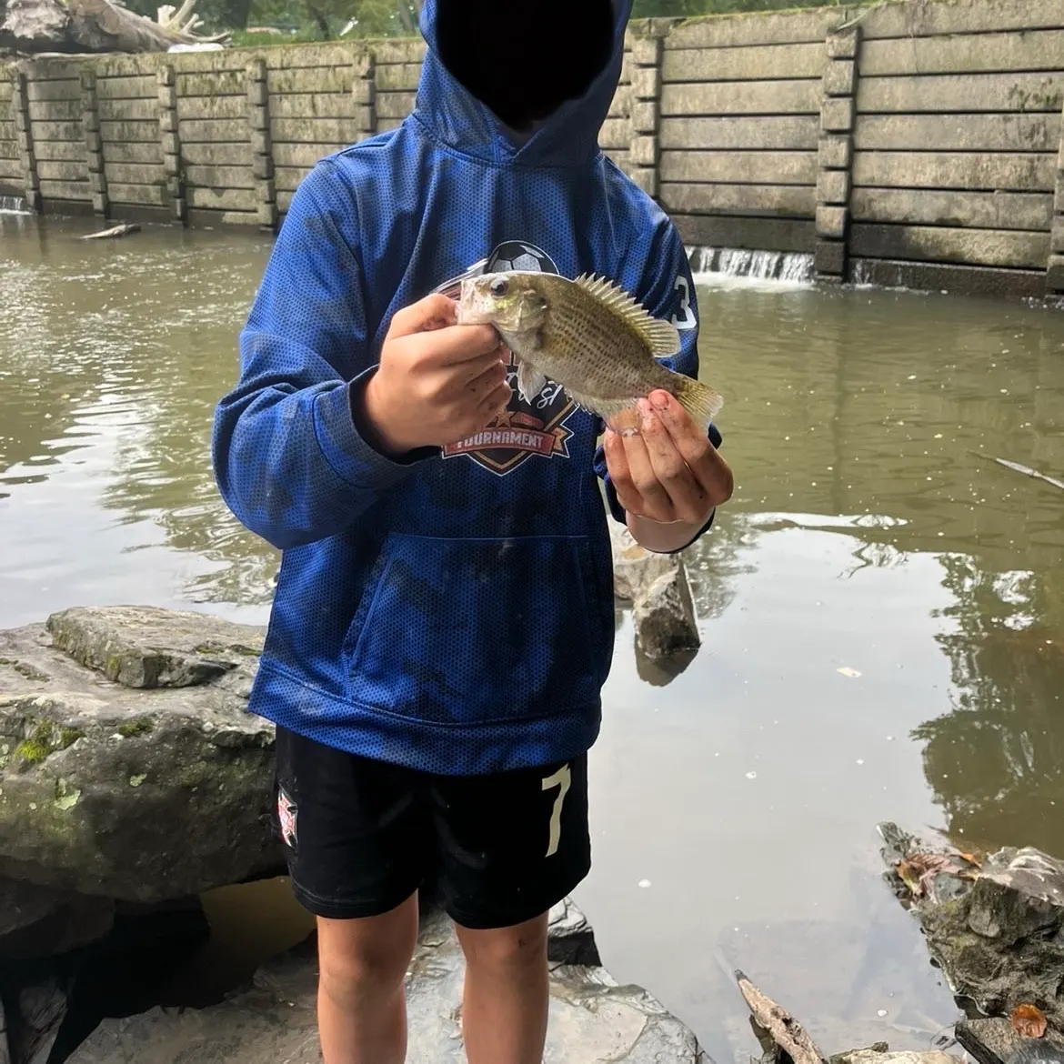 Rock bass caught on Fishbrain