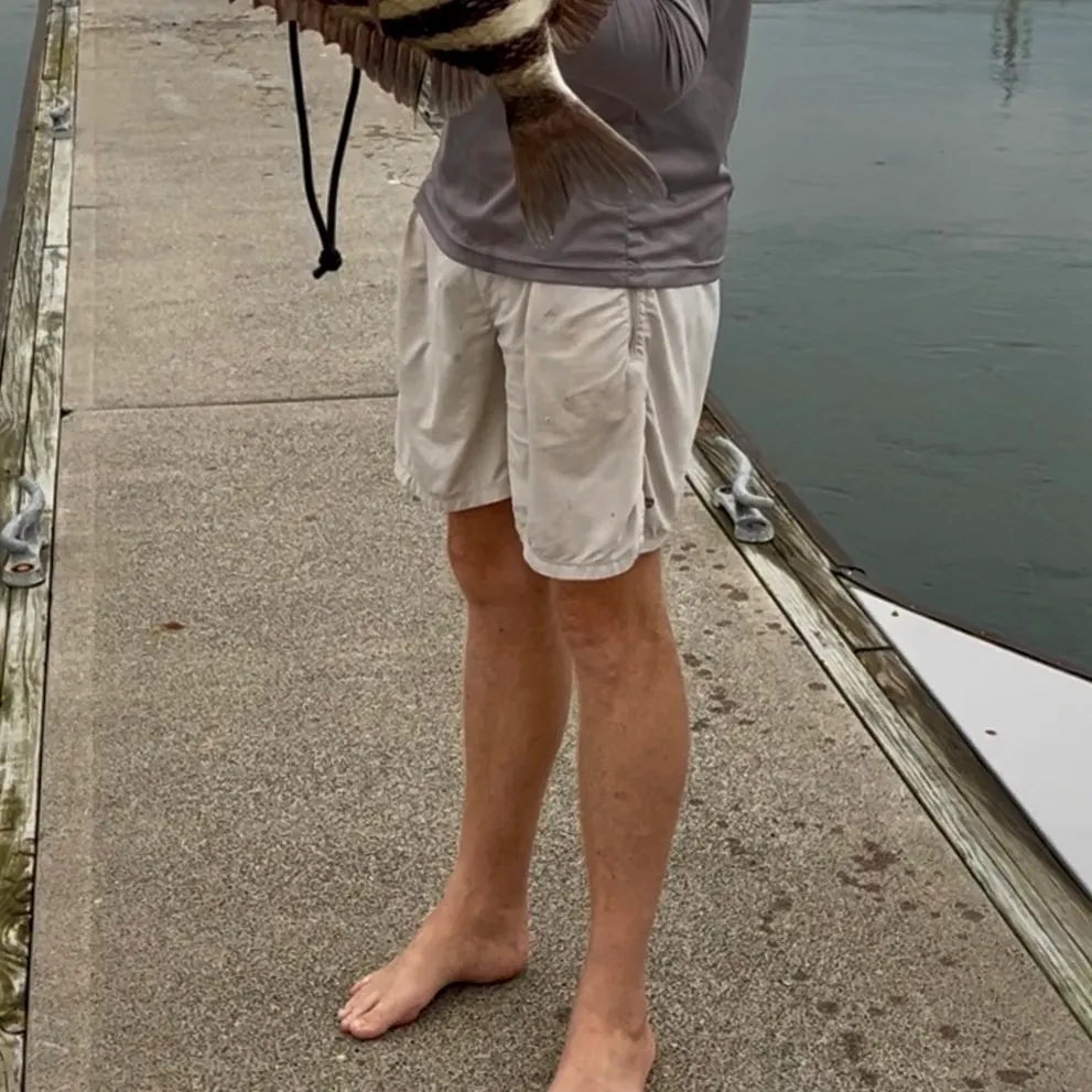 Sheepshead caught on Fishbrain