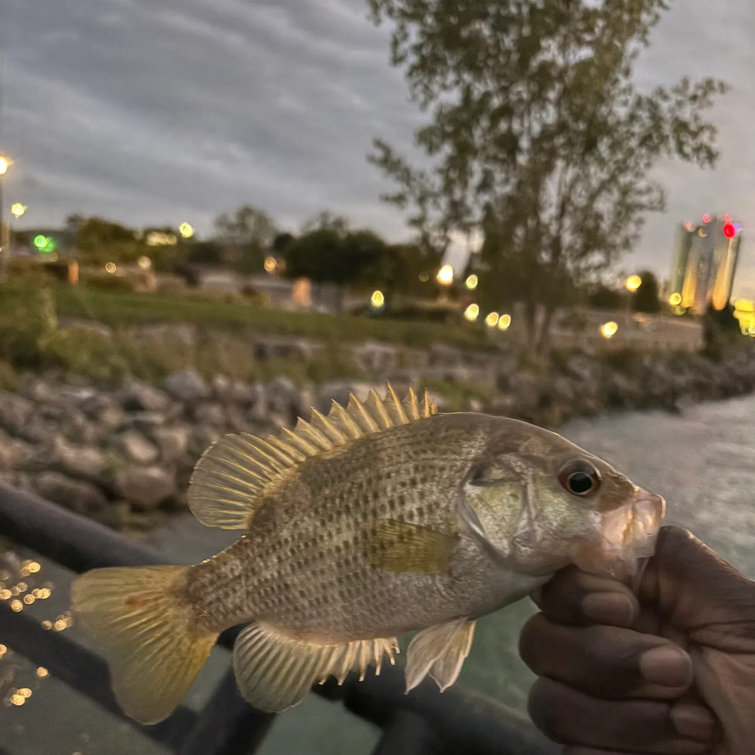 Rock bass caught on Fishbrain