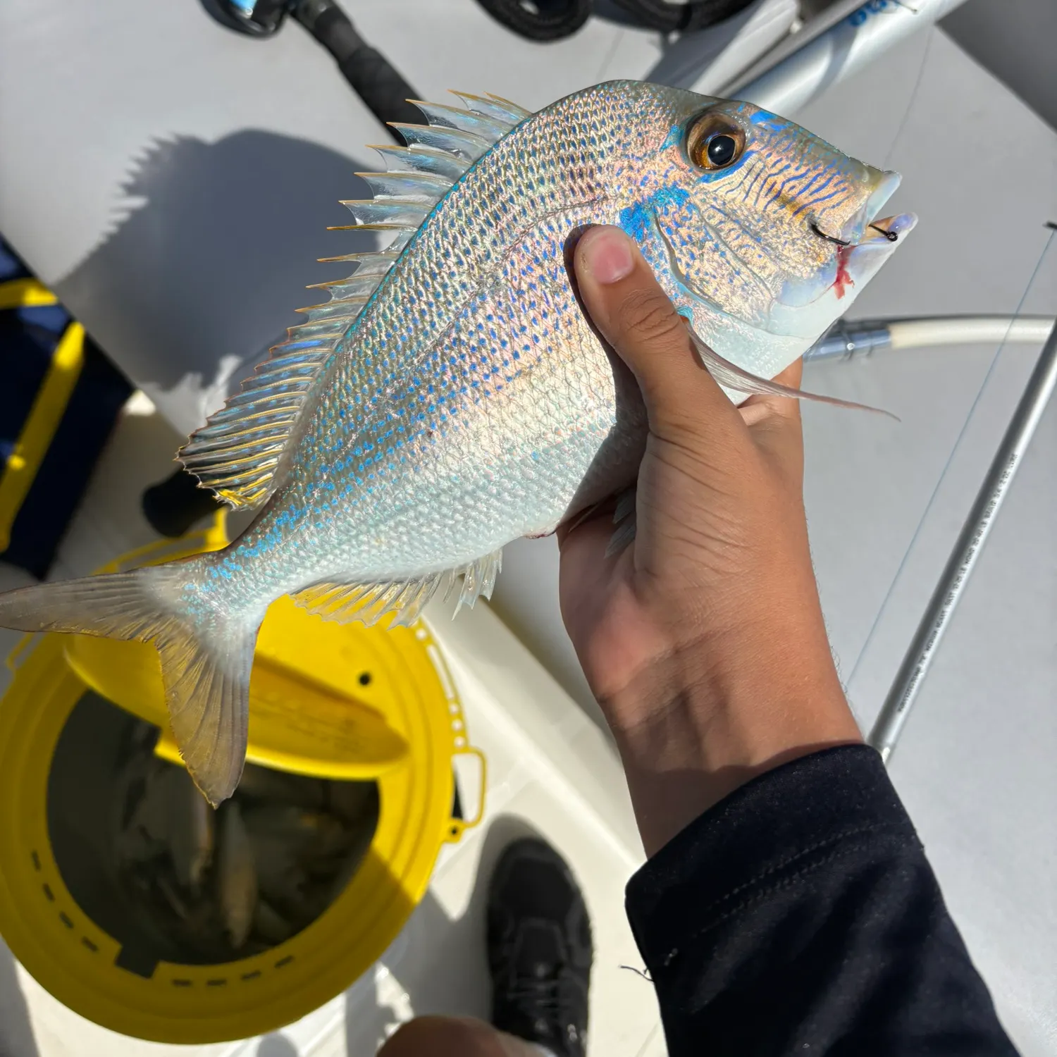 The most recent Littlehead Porgy catches on Fishbrain