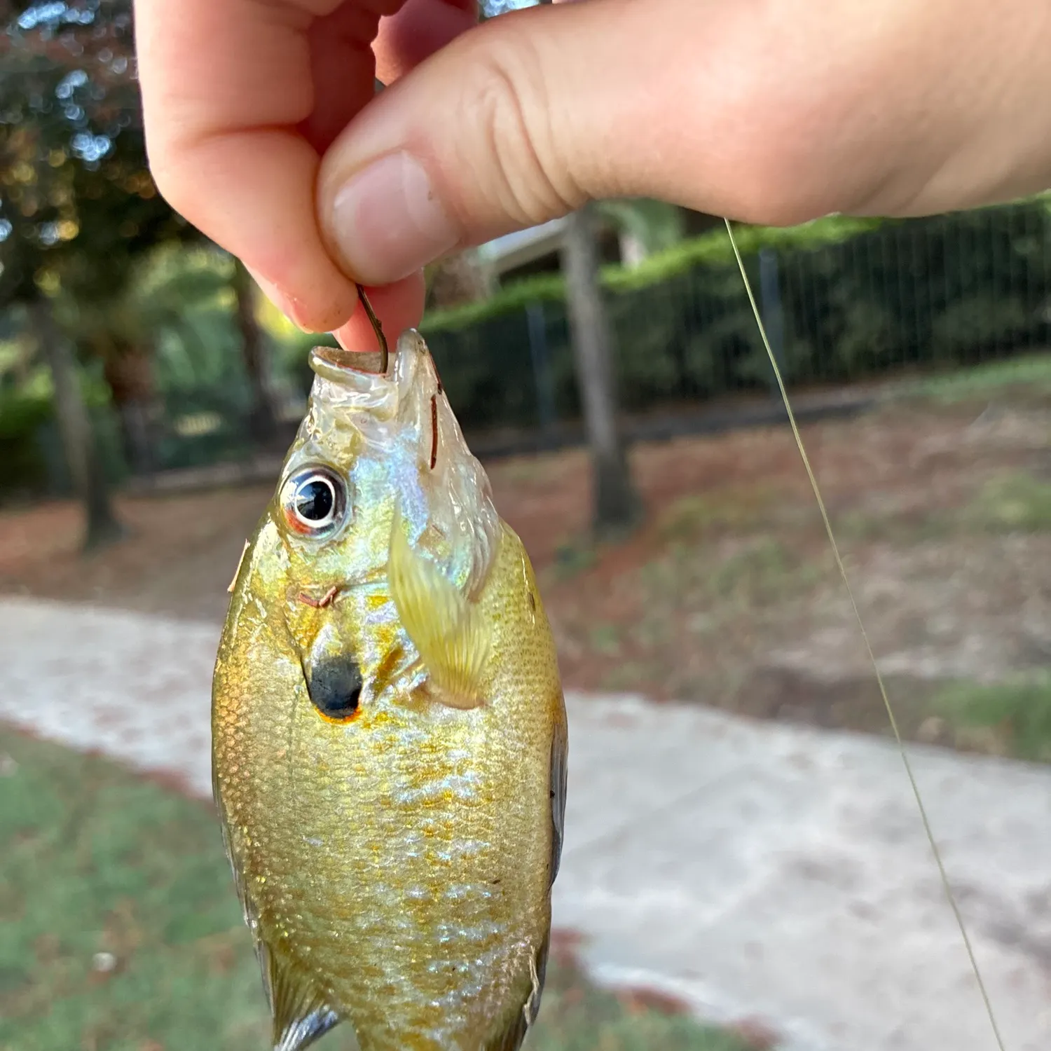 Bluegill caught on Fishbrain