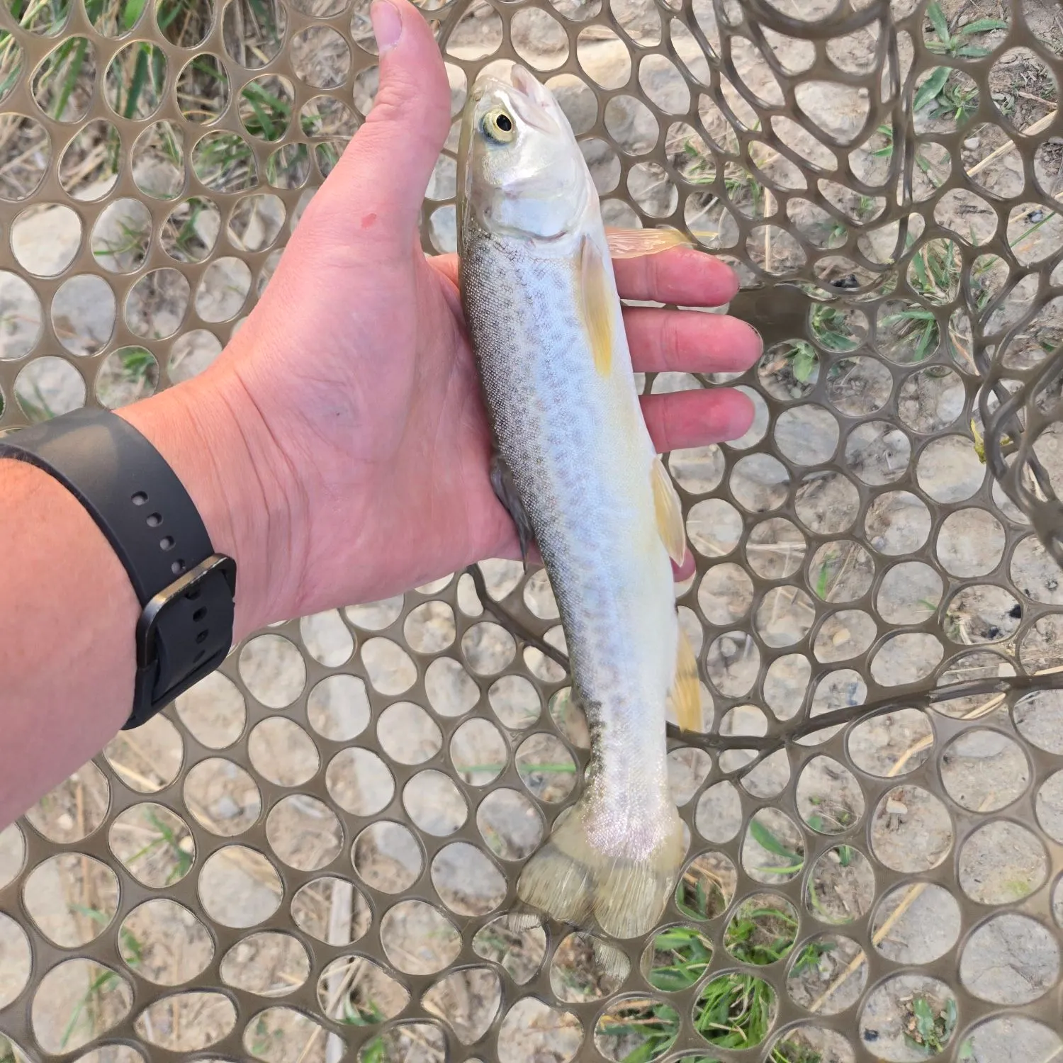 Tiger trout caught on Fishbrain