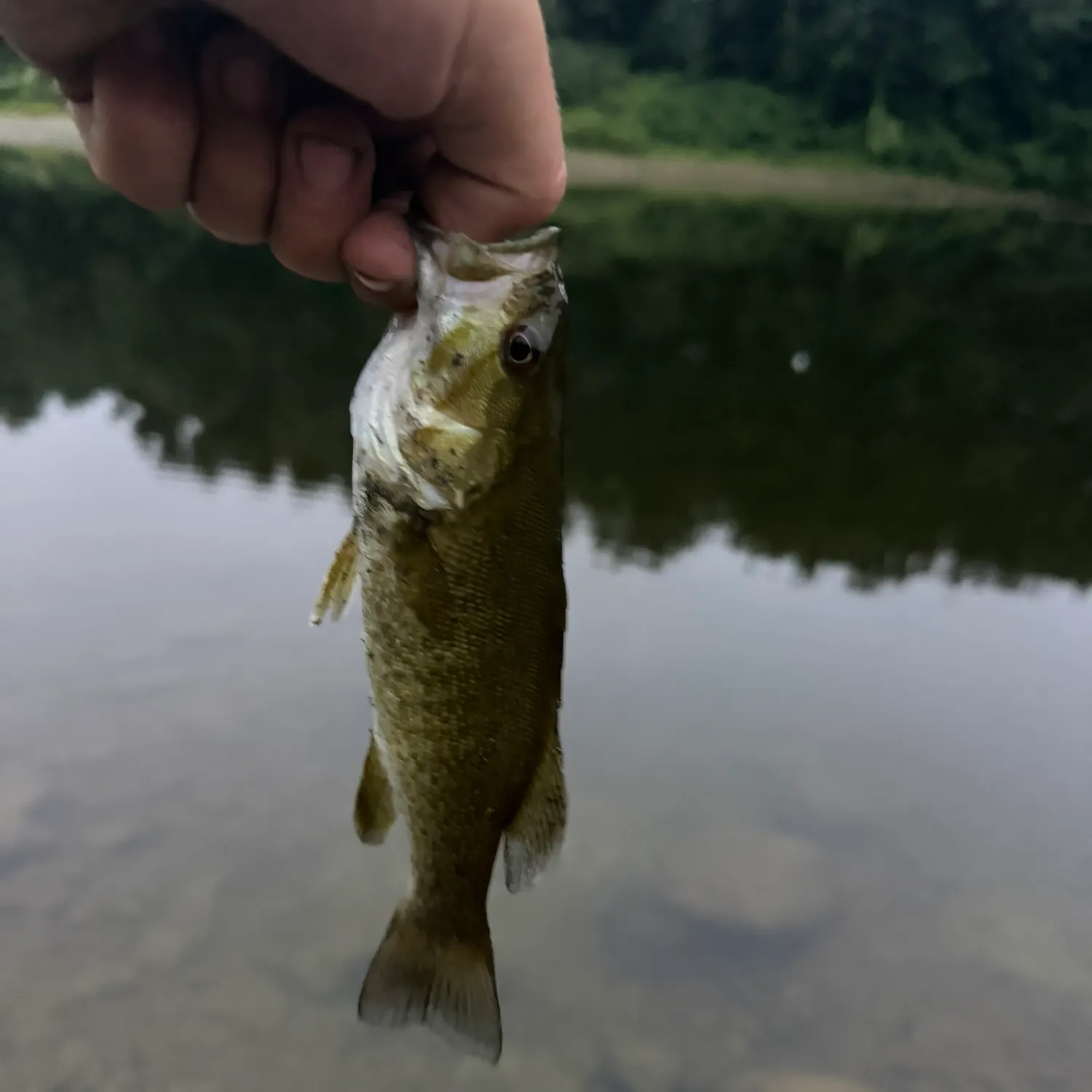 Smallmouth bass caught on Fishbrain