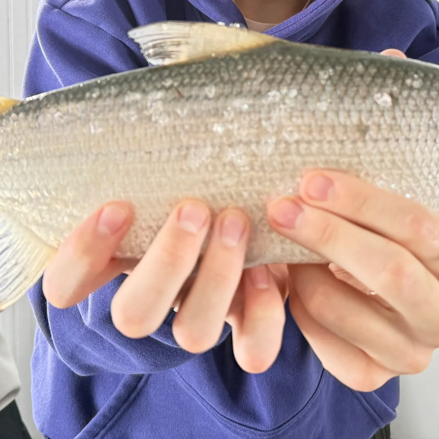 The most recent Lake whitefish catches on Fishbrain