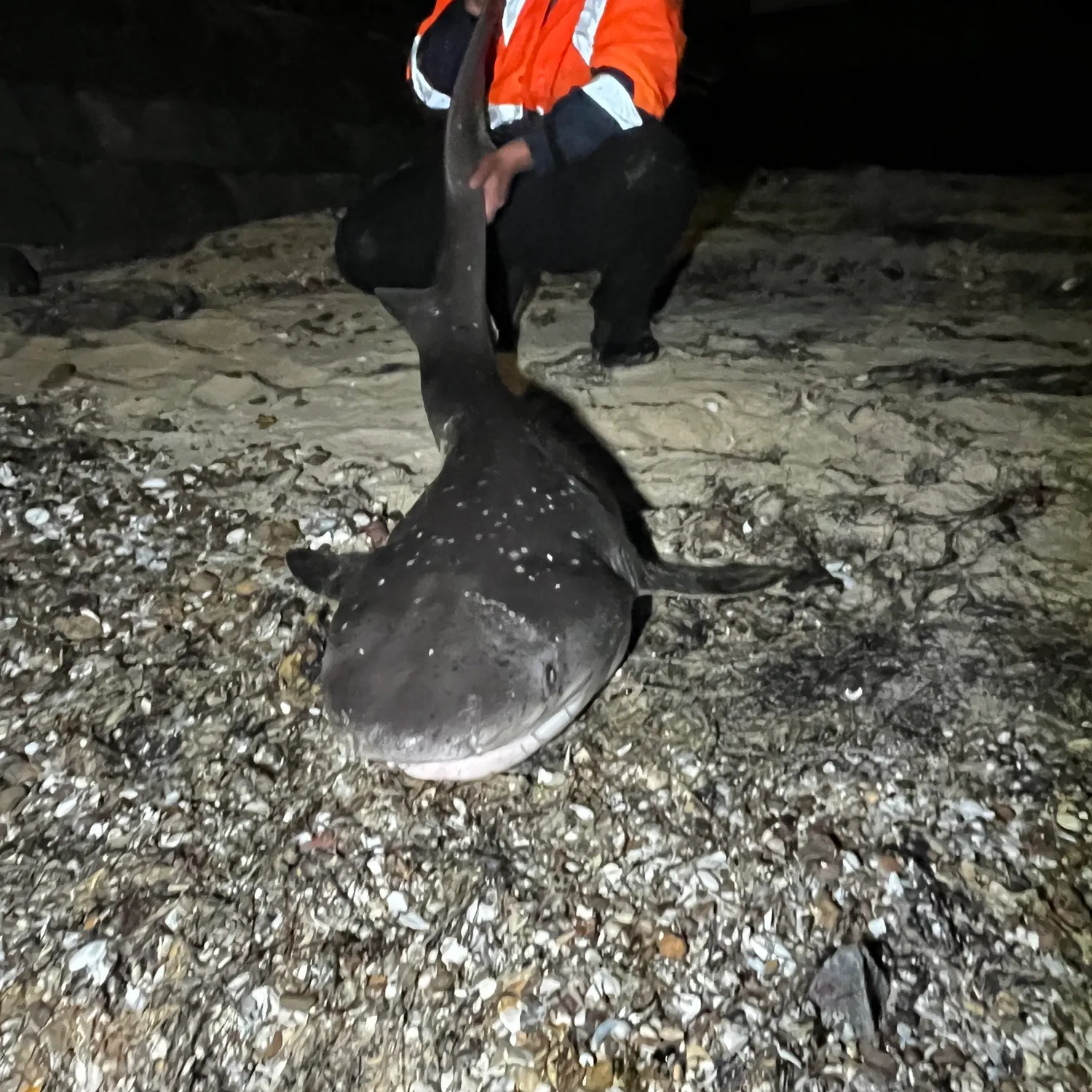 Broadnose sevengill shark caught on Fishbrain