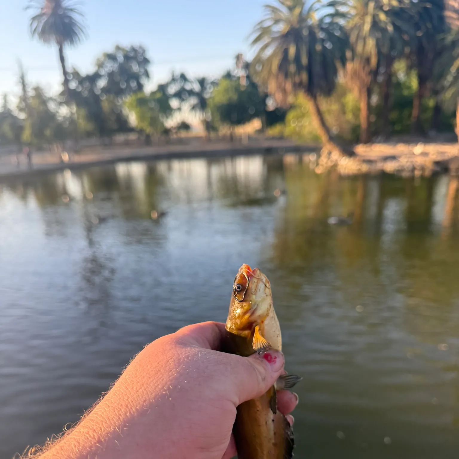 catch